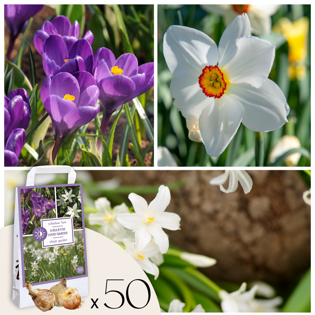 Cutie Grădină Umbrită - 50 bulbi pentru umbră & semi-umbră