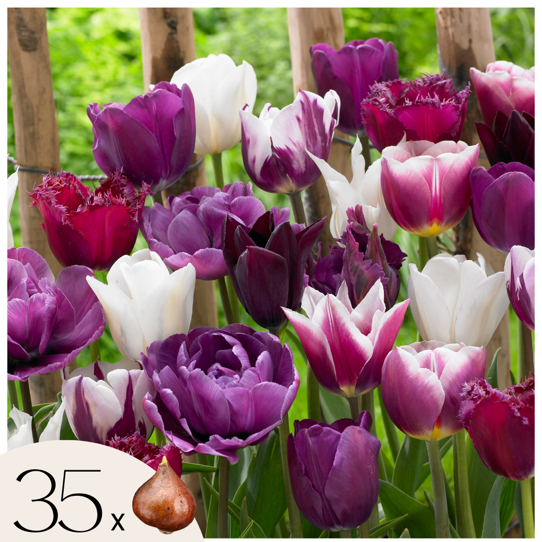 Bulbi de lalele - 35 buc - Tulipa 'Blueberry' - Bulbi de flori - Violet