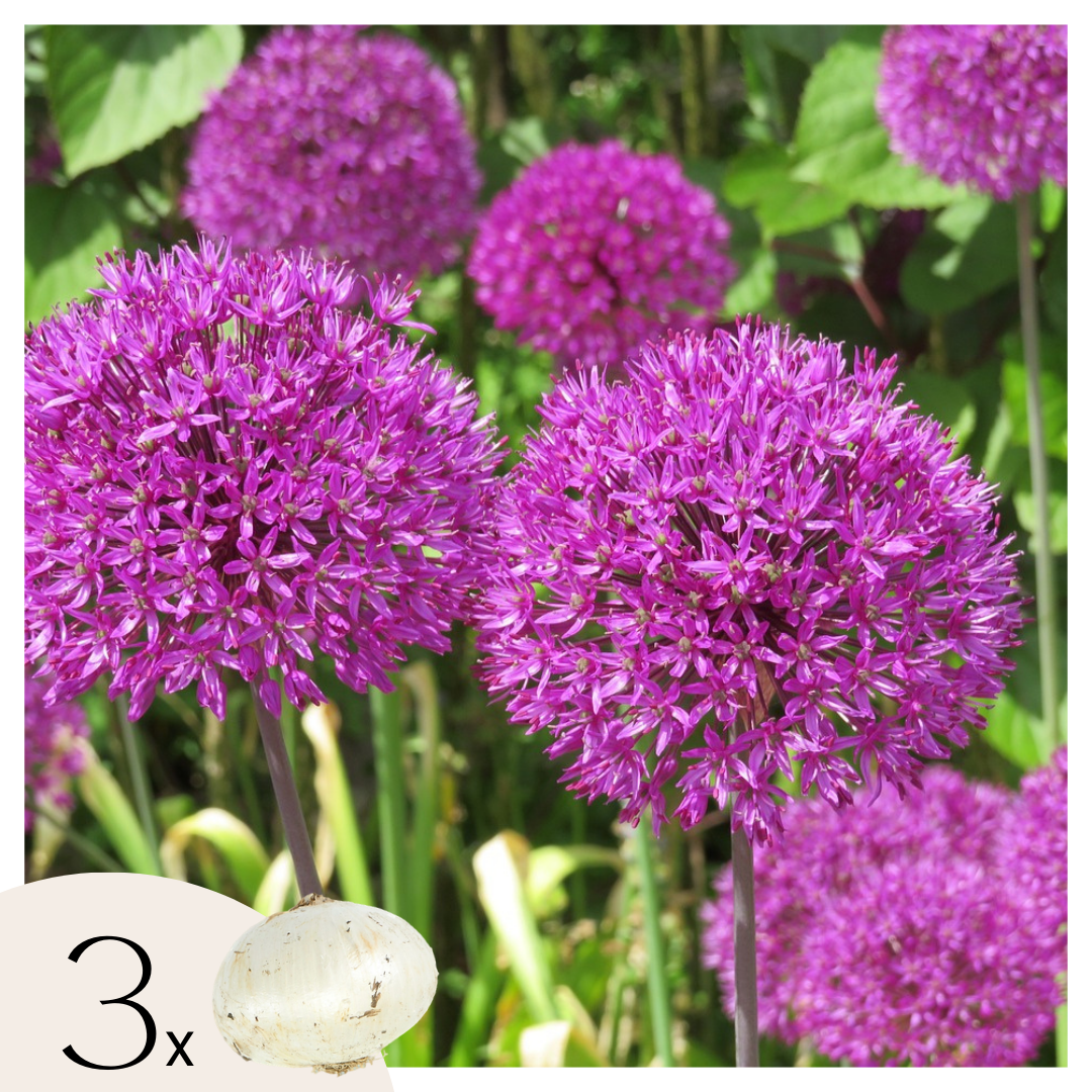 Allium 'Millenium' -ceapa ornamentala - bulbi de flori - Set de 3
