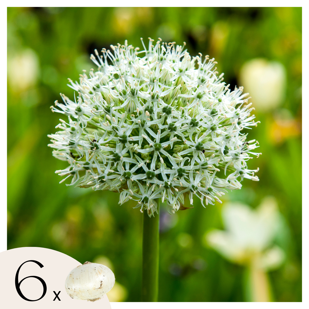 Becuri de allium - 6 buc - Allium 'Mount Everest' - Bulbi de flori - Alb