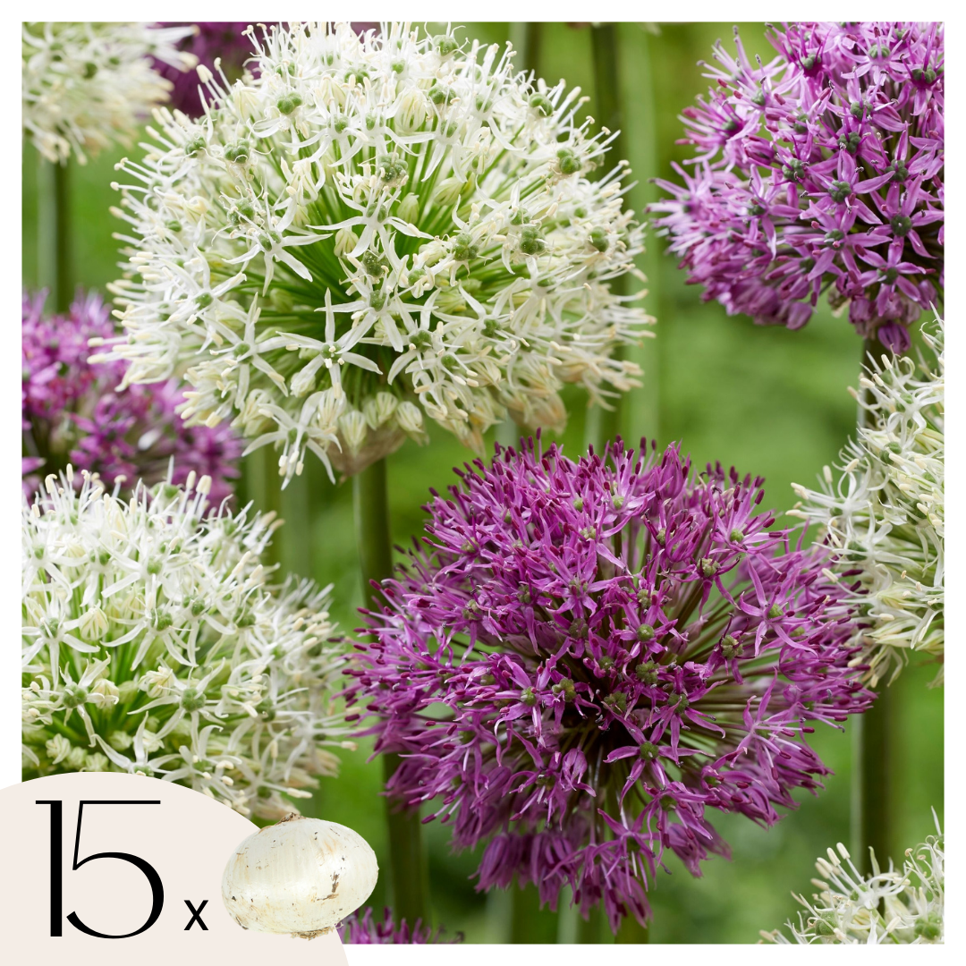 Becuri de allium - 15 buc - Allium 'Purple, 'White' - Bulbi de flori - Violet