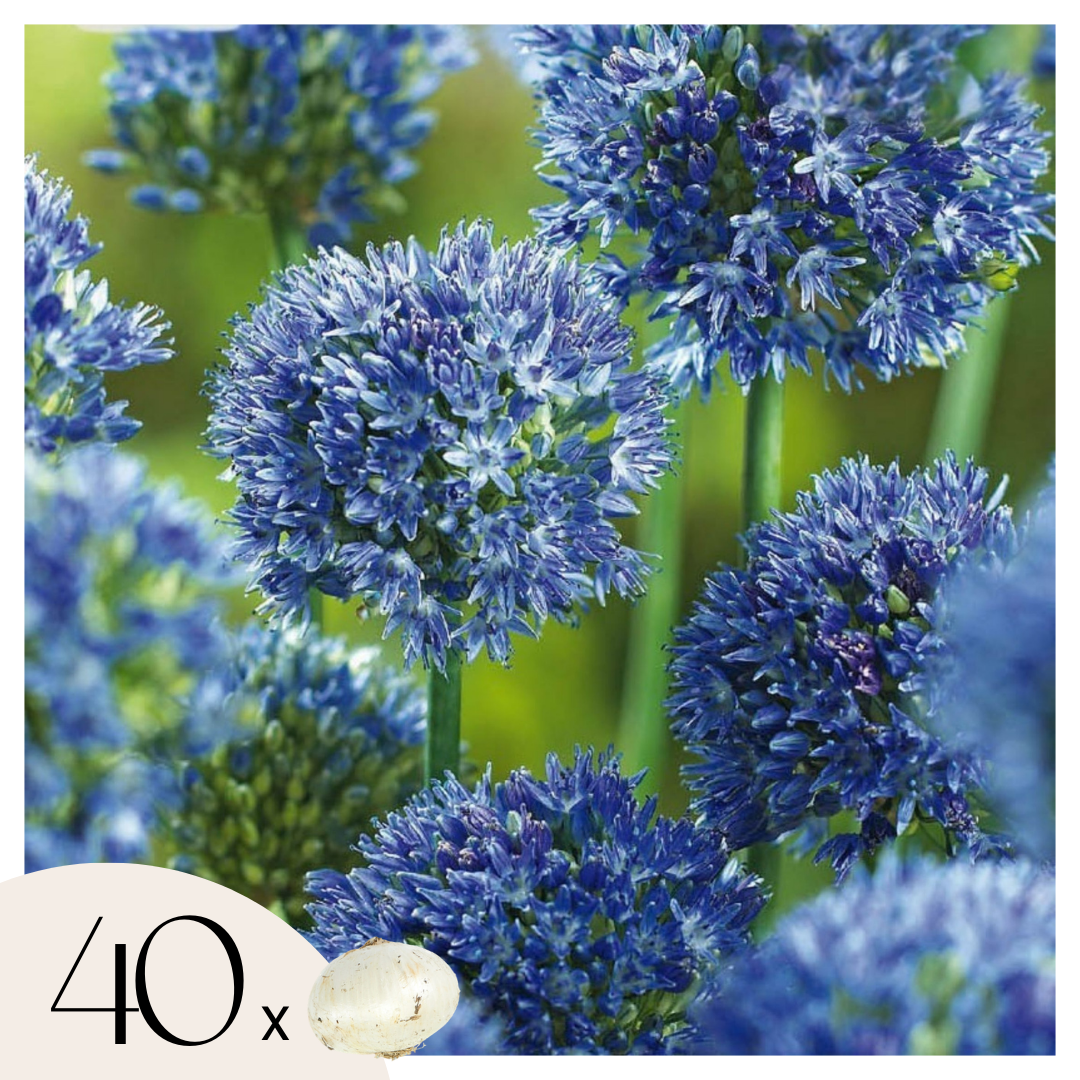 Usturoi decorativ albastru - Allium 'Caeruleum' - Set de 40 bulbi