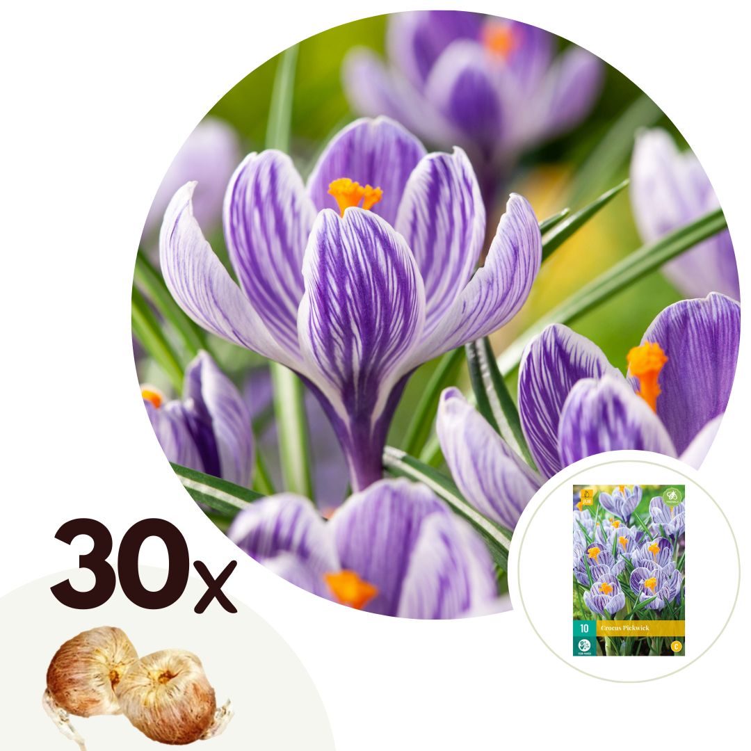 Bulbi de crocus - 30 buc - Crocus 'Pickwick' - Bulbi de flori - Violet