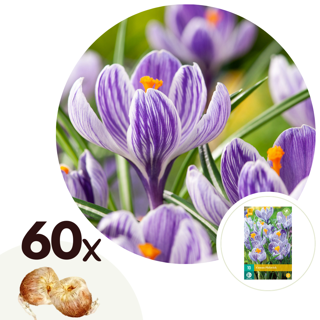 Bulbi de crocus - 60 buc - Crocus 'Pickwick' - Bulbi de flori - Violet