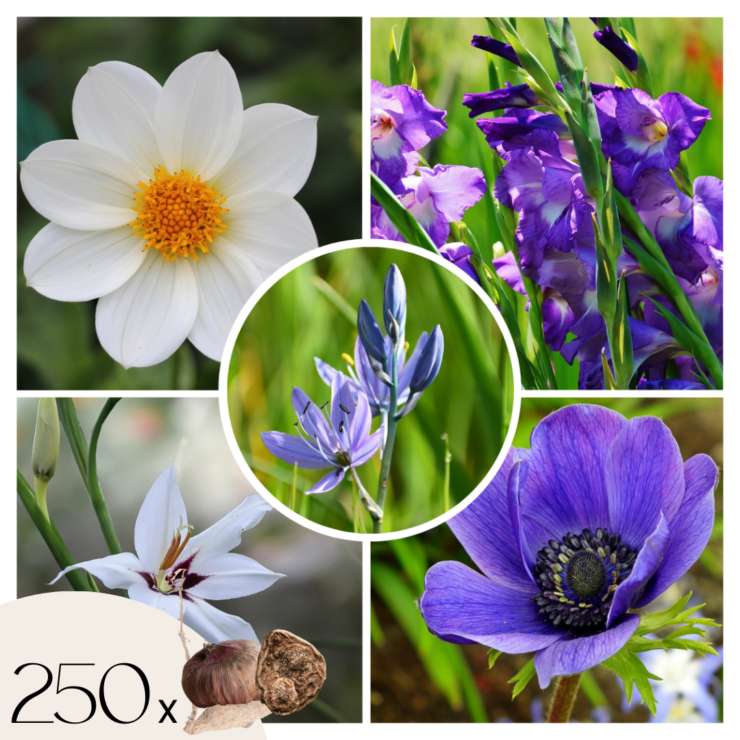 Amestecul de bulbi de flori - 250 buc - Dahlia, Gladiolus, Freesia, Oxalis