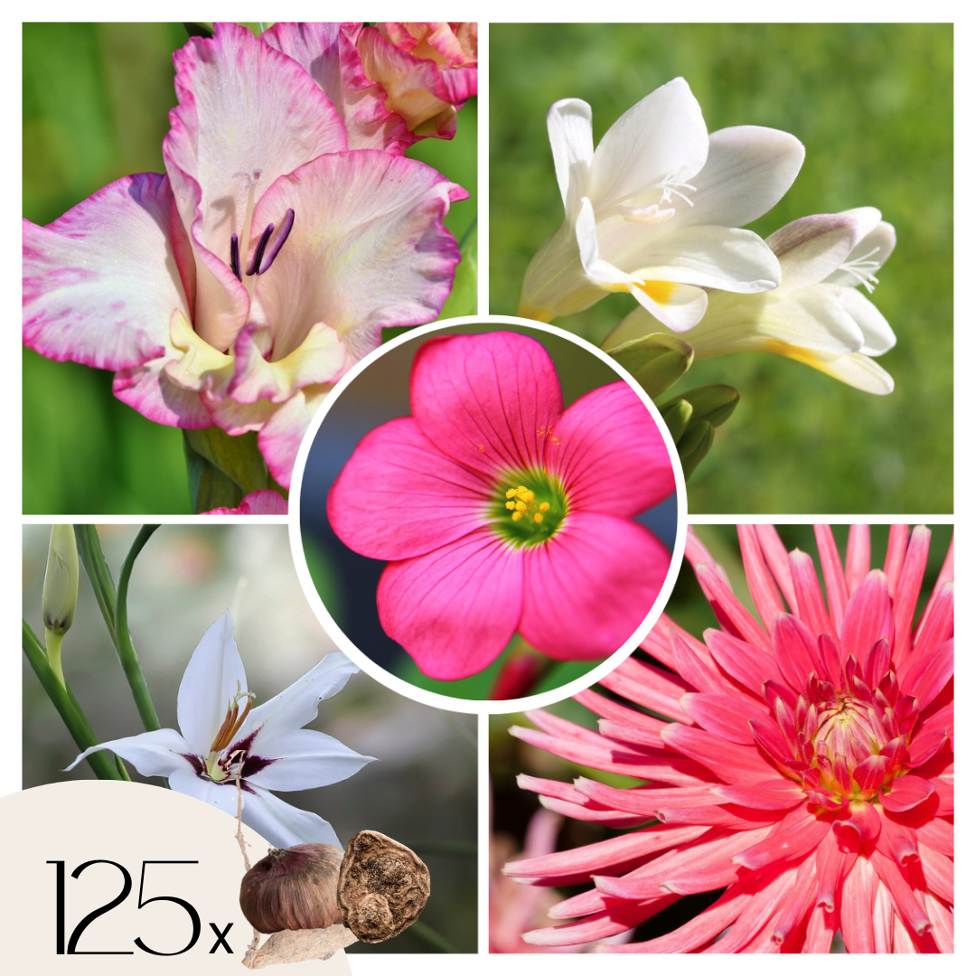 Amestecul de bulbi de flori - 125 buc - Dahlia, Gladiolus, Freesia, Oxalis