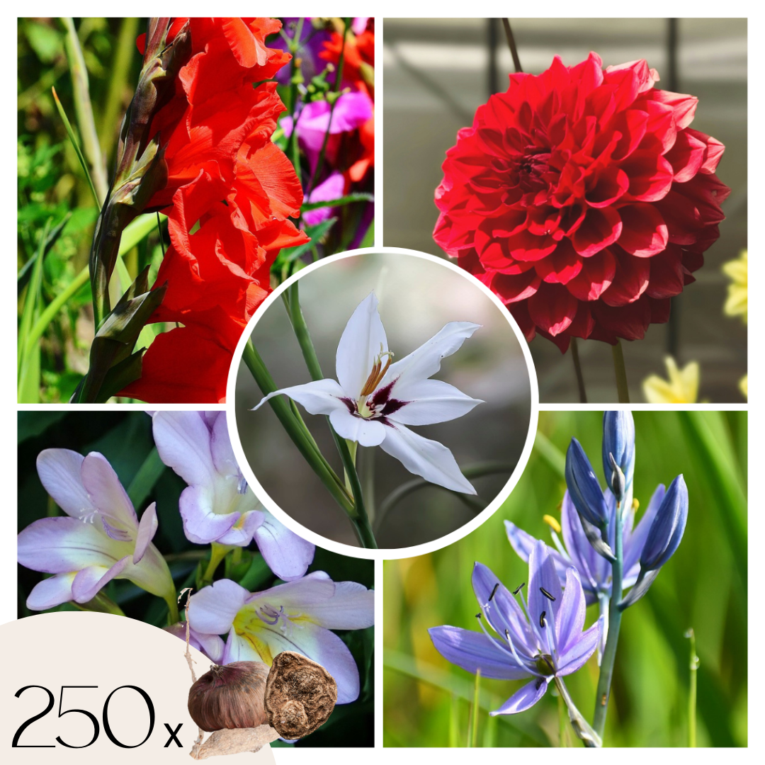 Bulbi de flori olandezi - 250 buc - Gladiolus, Dahlia, Freesia