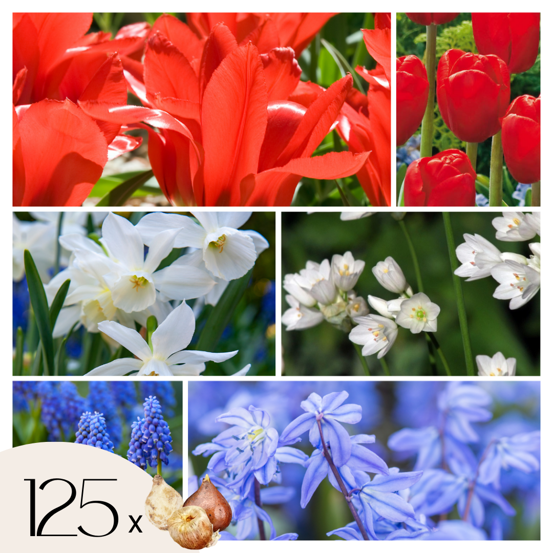 Bulbi de flori olandezi - 125 buc - Tulipa, Narcissus, Scilla, Allium, Muscari