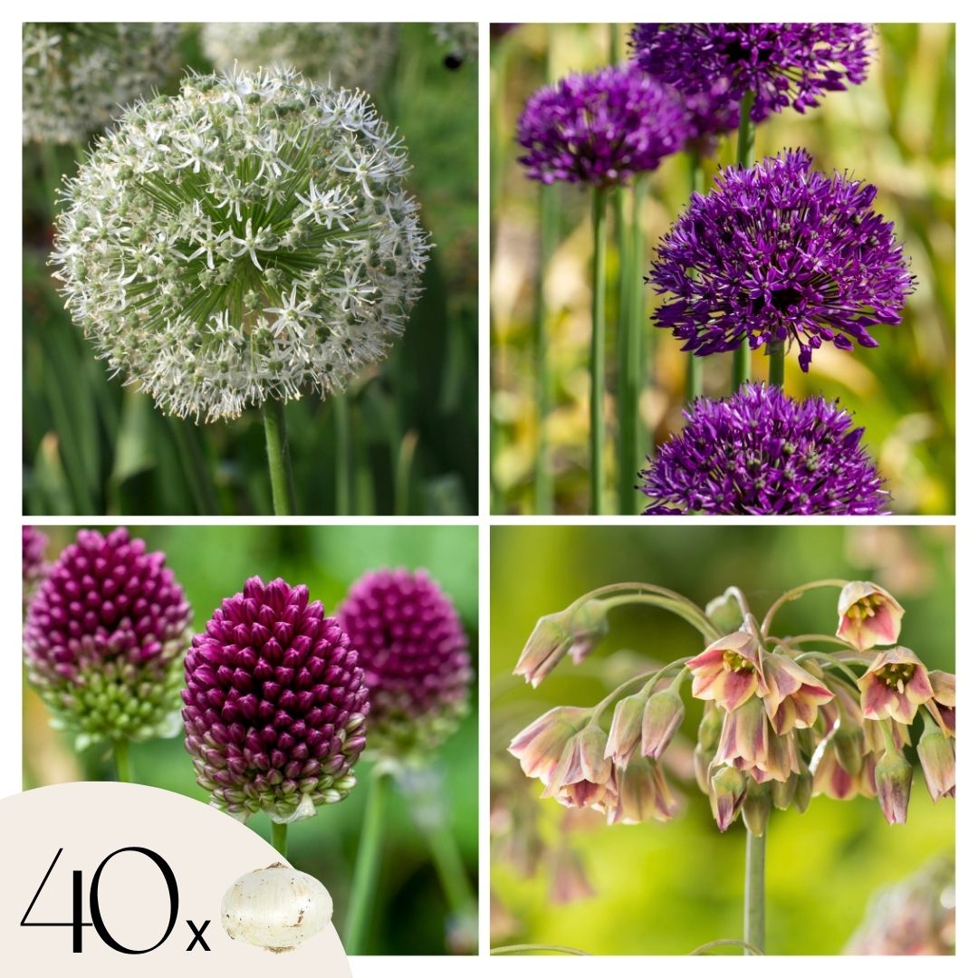 Becuri de allium - 40 buc - Allium, Nectaroscordum - Bulbi de flori