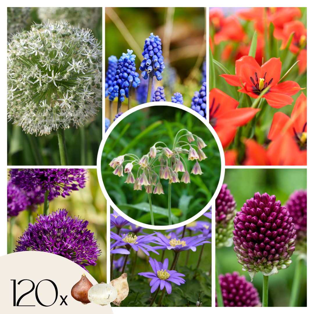 Becuri de allium - 120 buc - Bulbi de flori