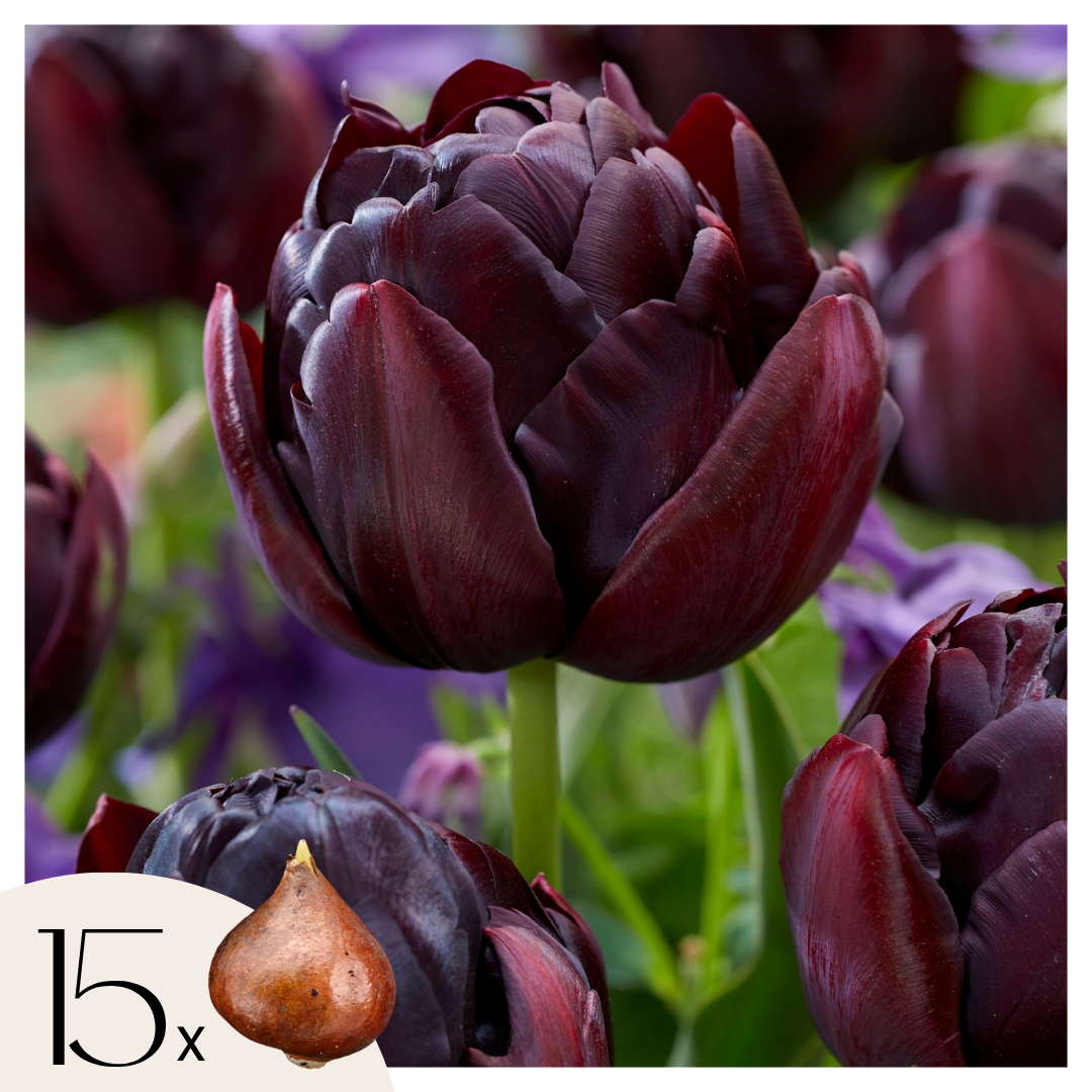 Bulbi de lalele - 15 buc - Tulipa 'Black Hero' - Bulbi de flori