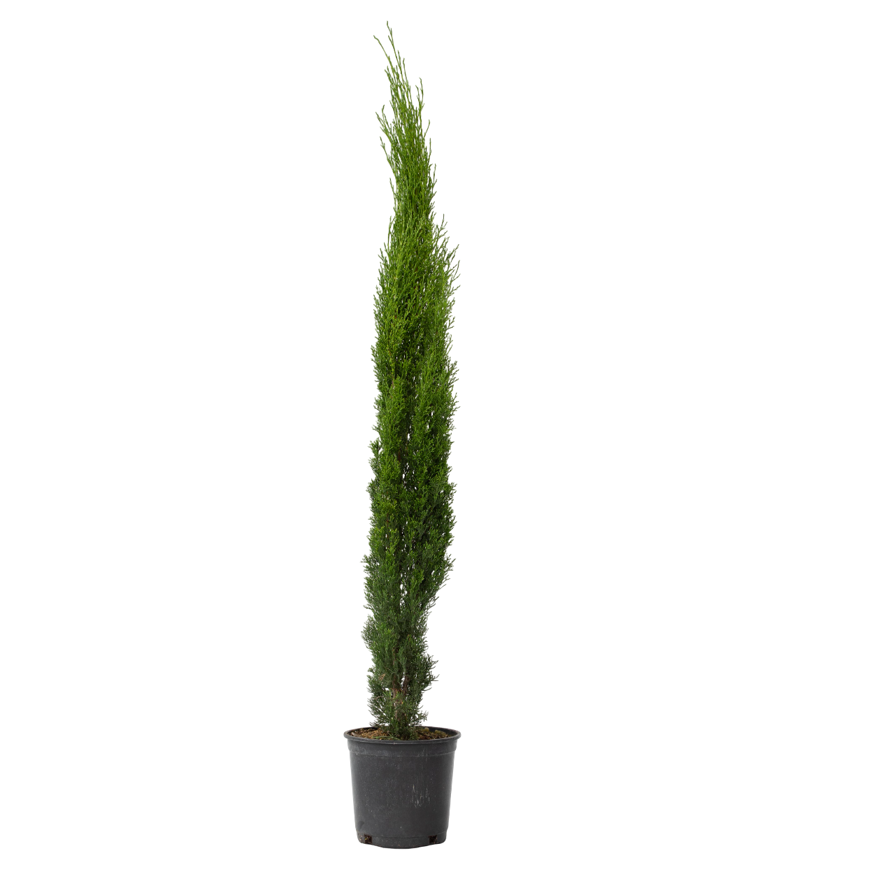 Chiparos - Cupressus sempervirens - Înălţime 70-80cm - ⌀19cm