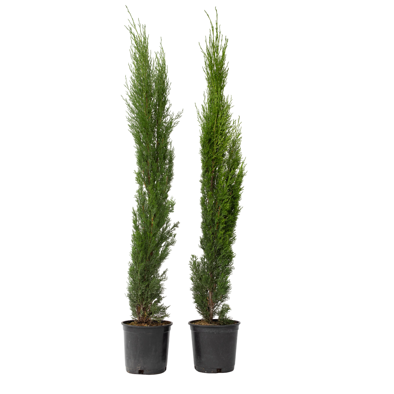Chiparos - 2 buc - Cupressus sempervirens - Înălţime 70-80cm - ⌀19cm