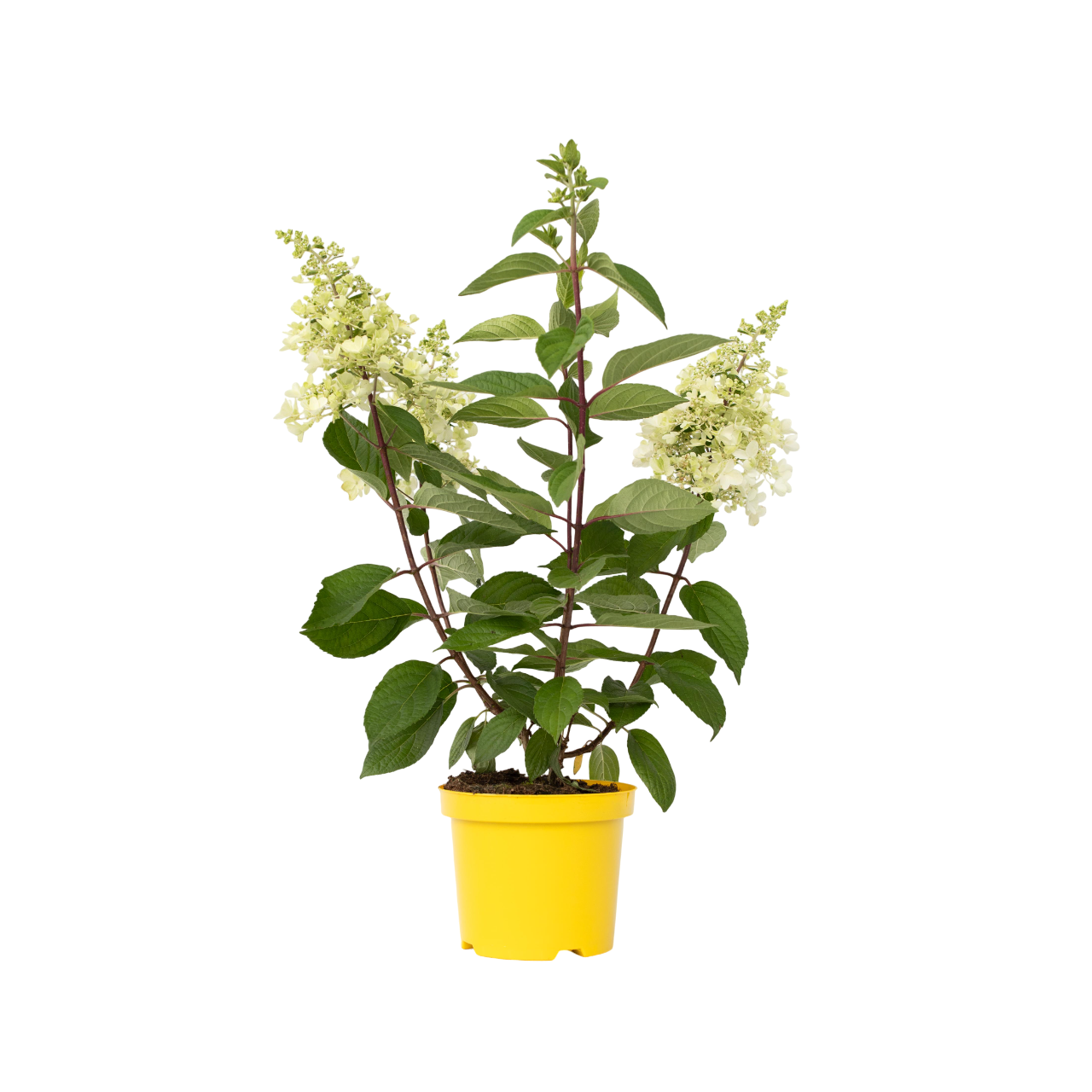 Hortenzia - Hydrangea paniculata 'Candlelight' - Výška 25-40cm - ⌀19cm