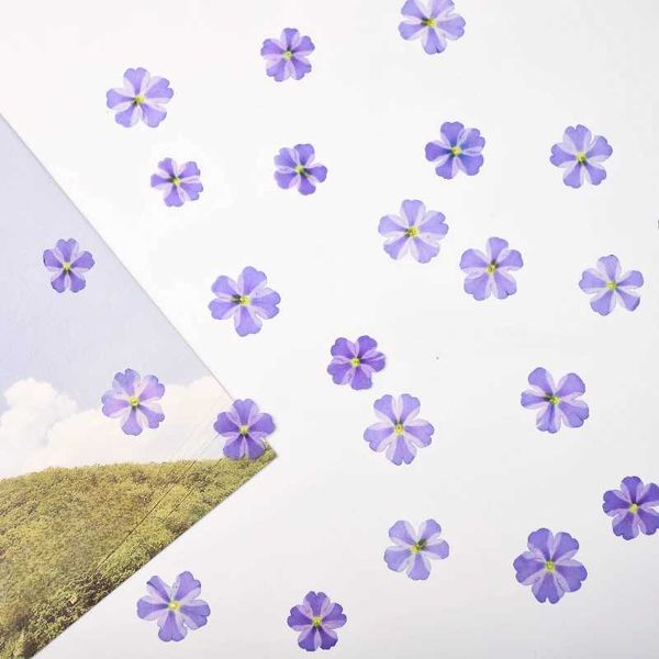 1-1.5cm24pcsnatural Flor Petal Purple Beauty Cherry Pressed FlowersDiy Jóias Mini Sedas Caixa de telefone Diretiva Decoração facial Y240823