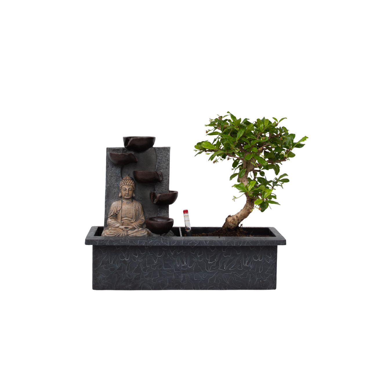 "Bonsai ""Ūdenskrituma Buda"" - Bonsai - 25-35cm augsts - ⌀29cm"
