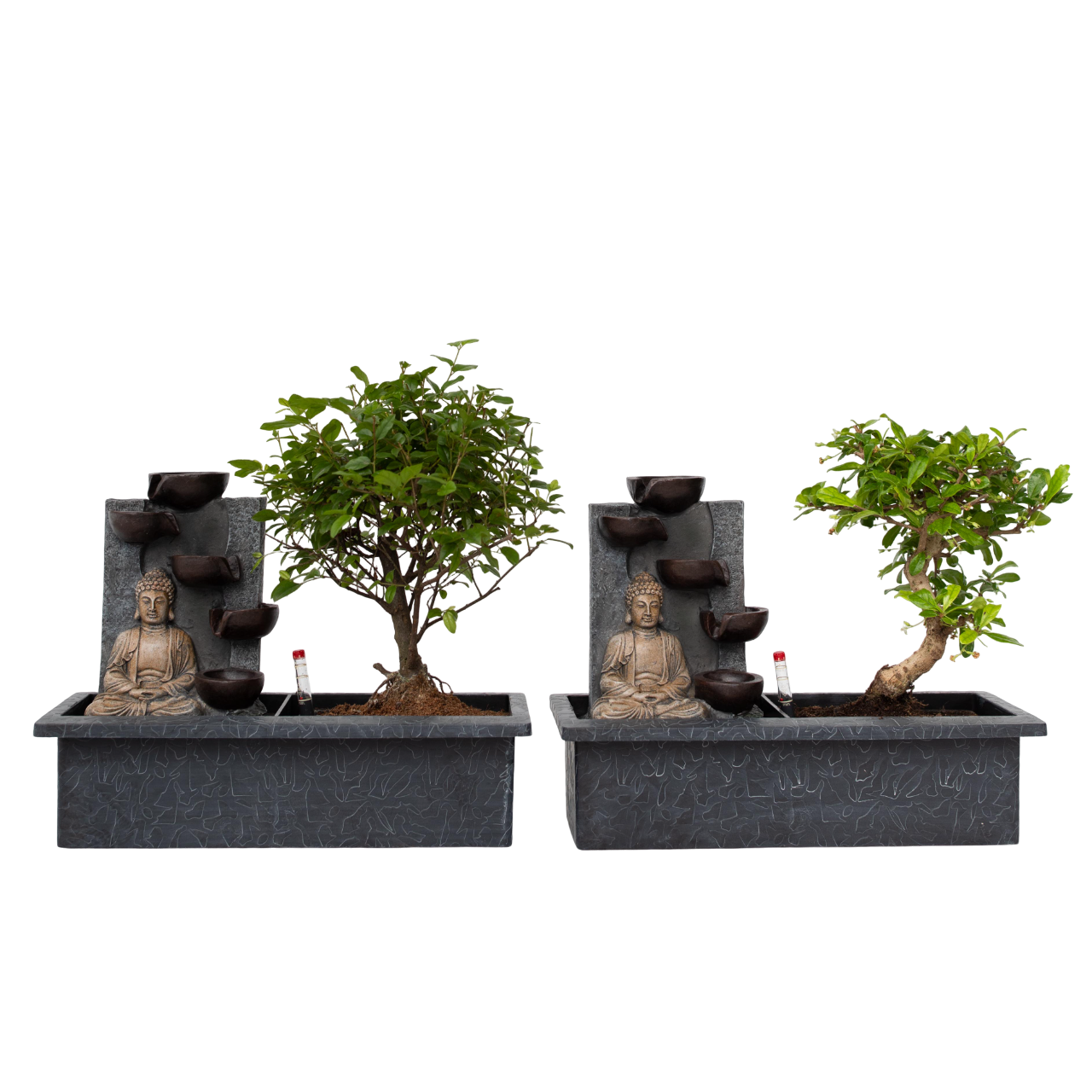 "Bonsai ""Ūdenskrituma Buda"" - 2 gab - Bonsai - 25-35cm augsts - ⌀29cm"