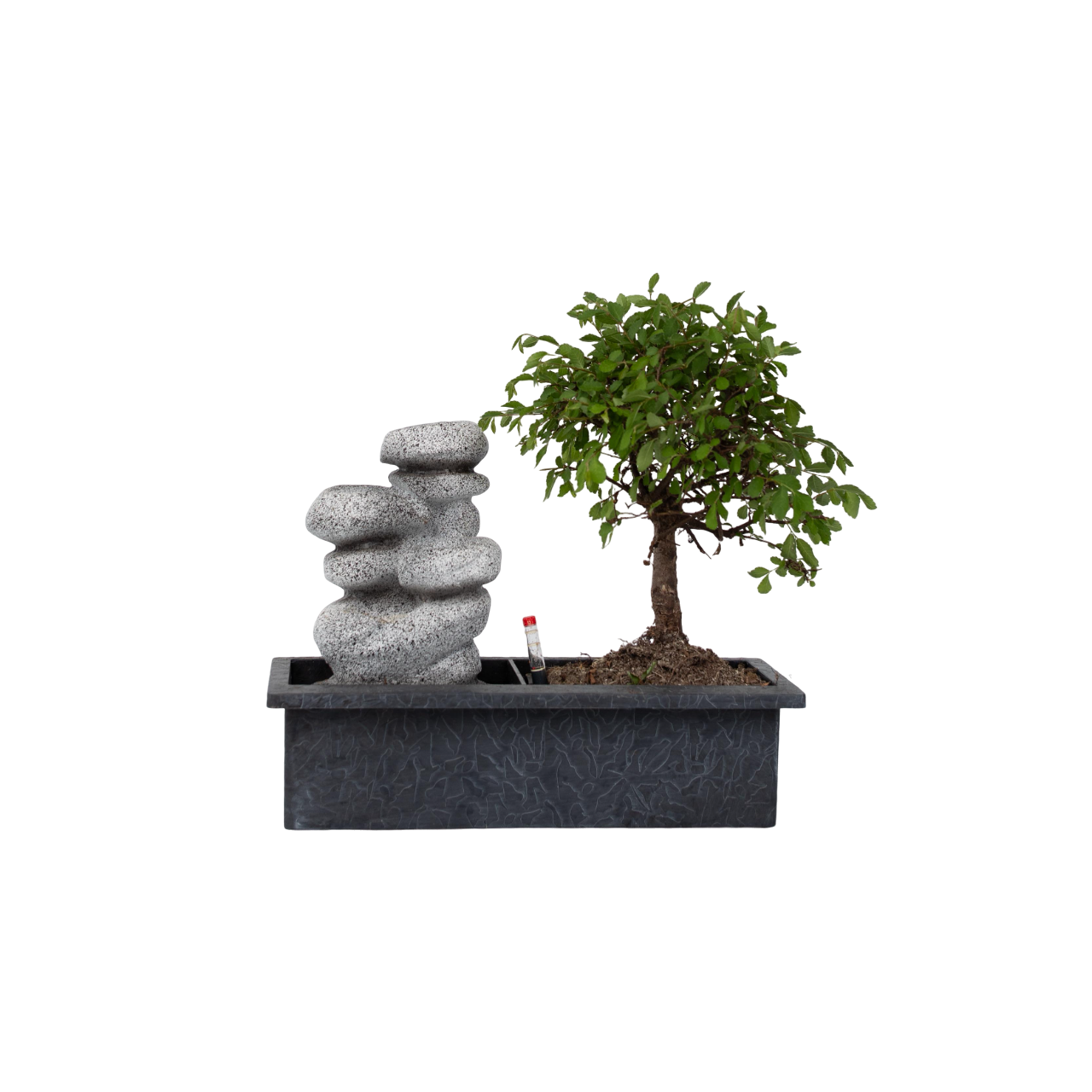 "Bonsai ""Ūdenskrituma akmeņi"" - Bonsai - 25-35cm augsts - ⌀29cm"