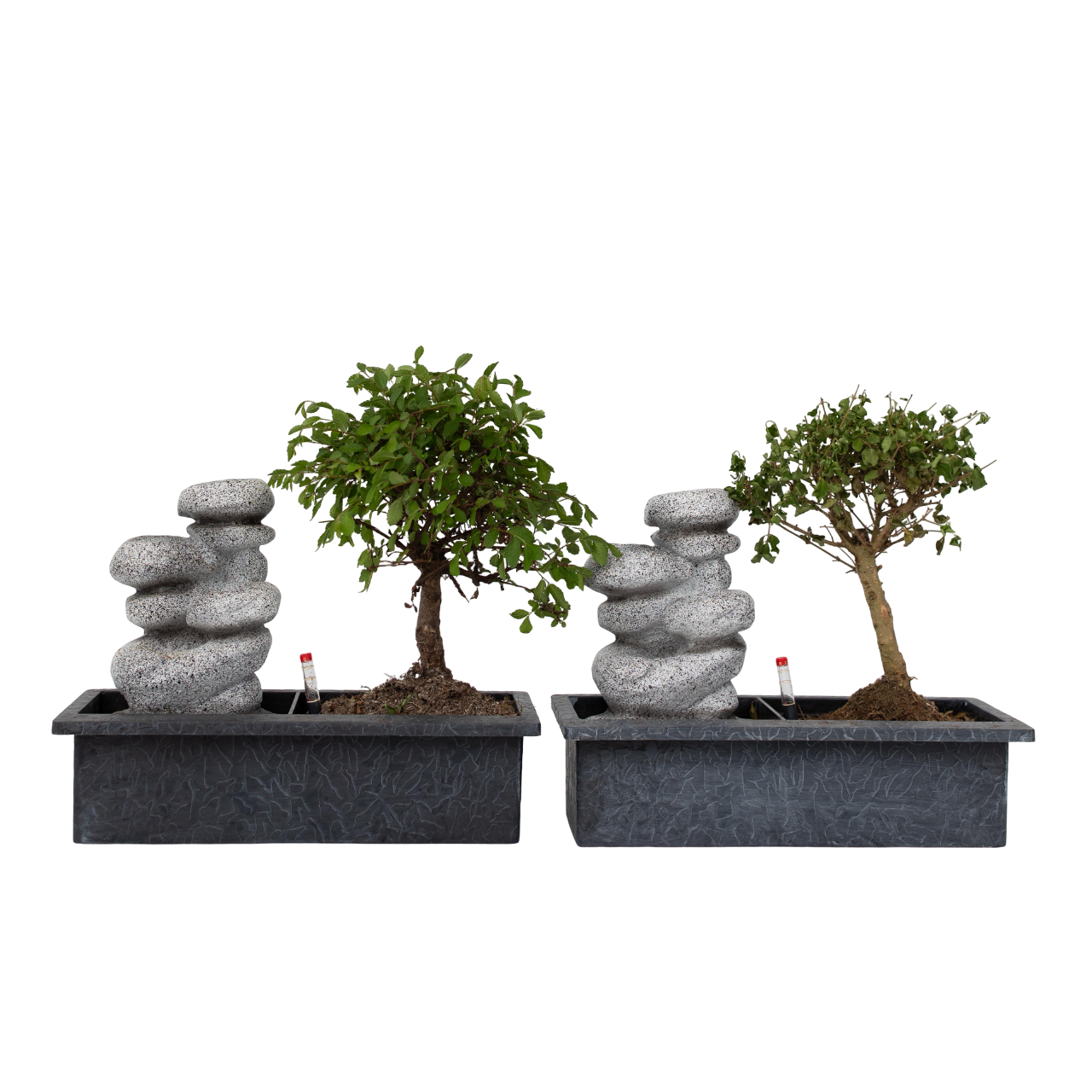 "Bonsai ""Ūdenskrituma akmeņi"" - 2 gab - Bonsai - 25-35cm augsts - ⌀29cm"