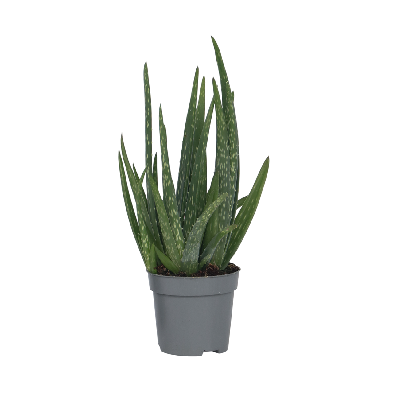 Planta de aloe vera - Aloe barbadensis - Inaltime 25-40cm - ⌀10,5cm