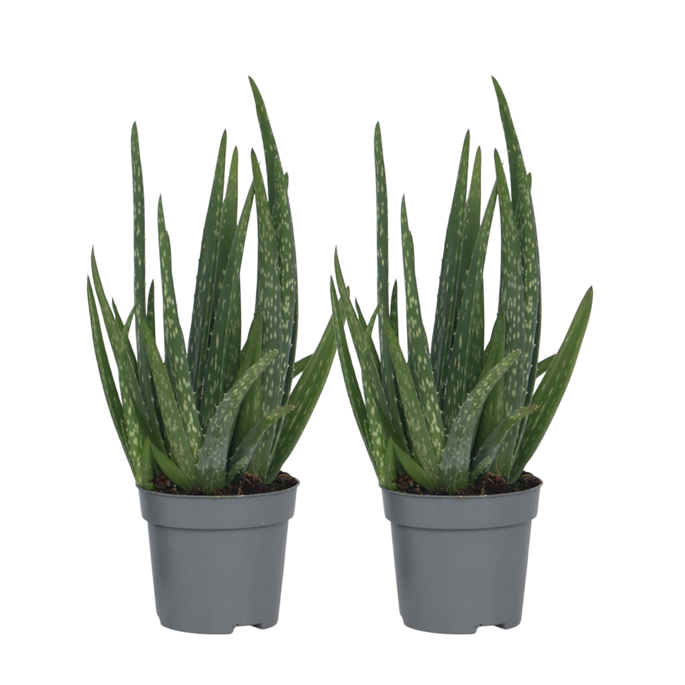 Planta de aloe vera - 2 buc - Aloe barbadensis - Înălţime 25-40cm - ⌀11cm