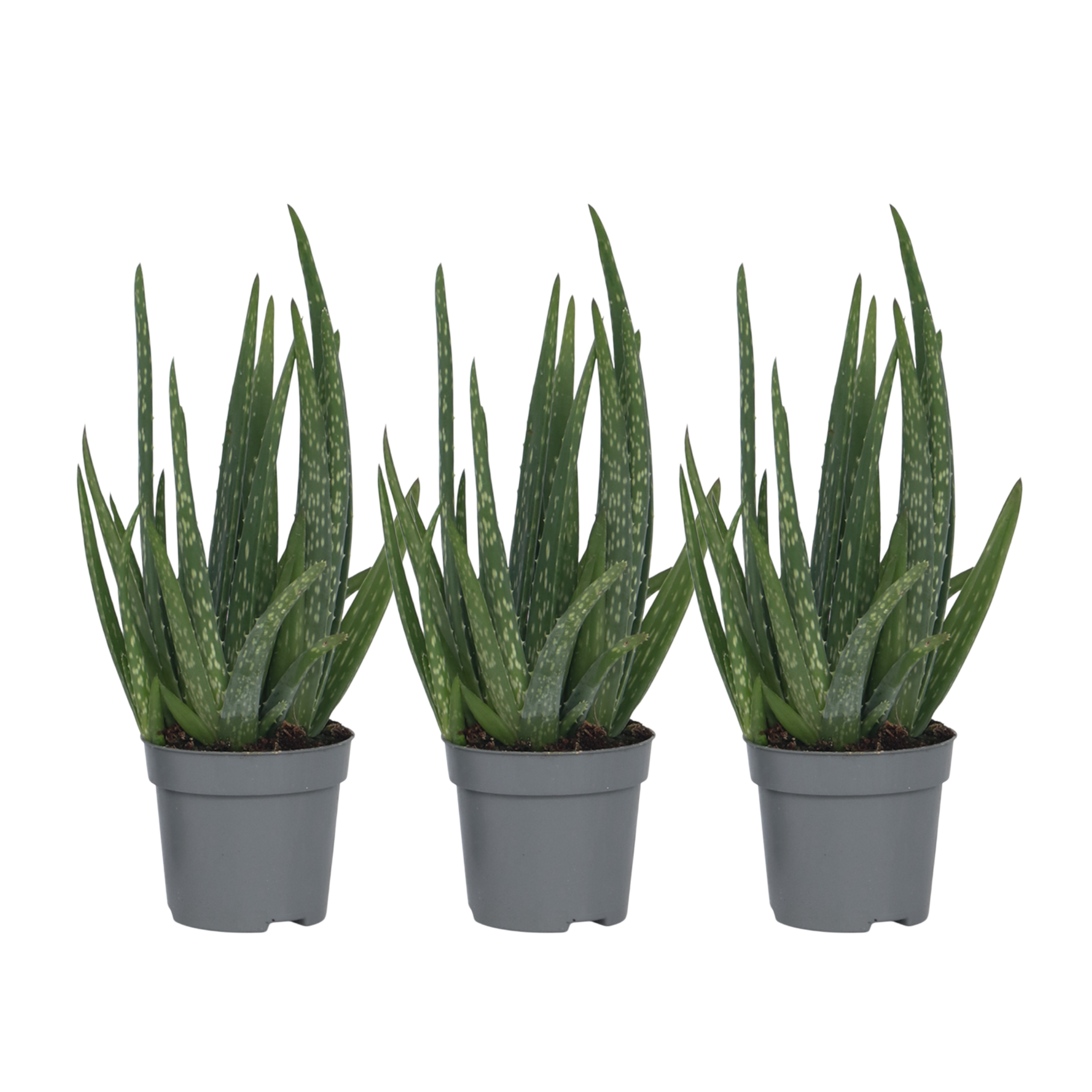 Planta de aloe vera - 3 buc - Aloe barbadensis - Înălţime 25-40cm - ⌀11cm