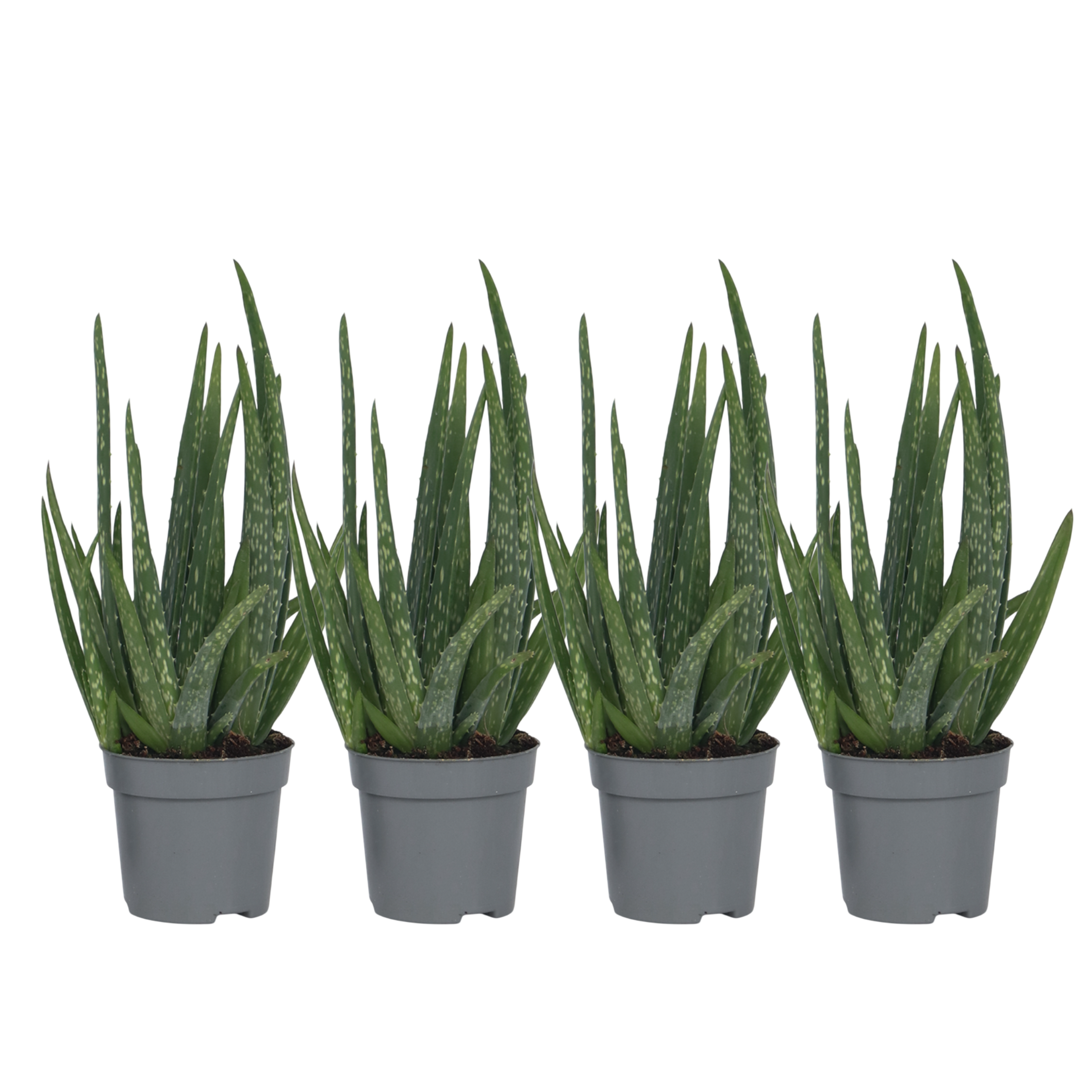 Planta de aloe vera - 4 buc - Aloe barbadensis - Înălţime 25-40cm - ⌀11cm