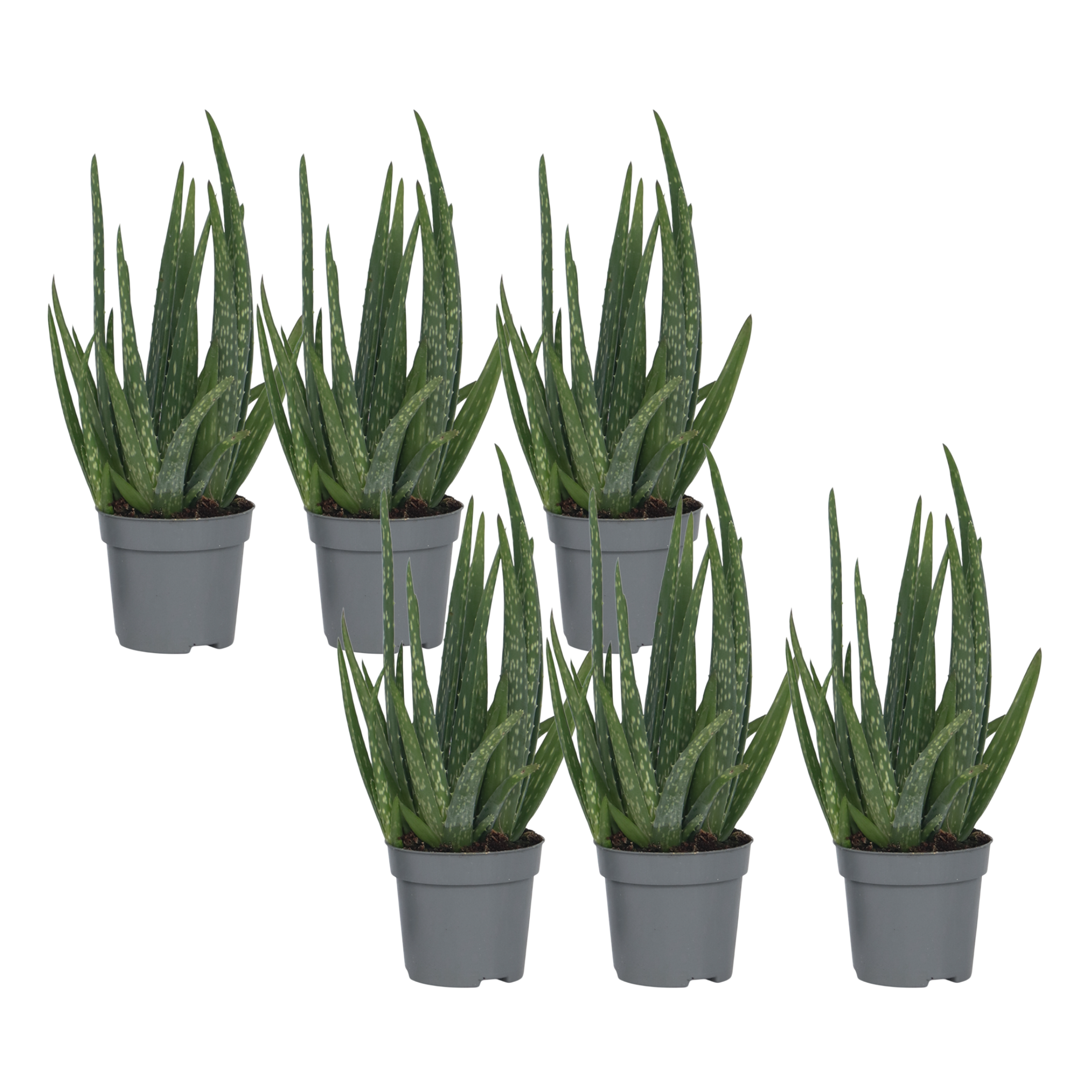Planta de aloe vera - 6 buc - Aloe barbadensis - Înălţime 25-40cm - ⌀11cm