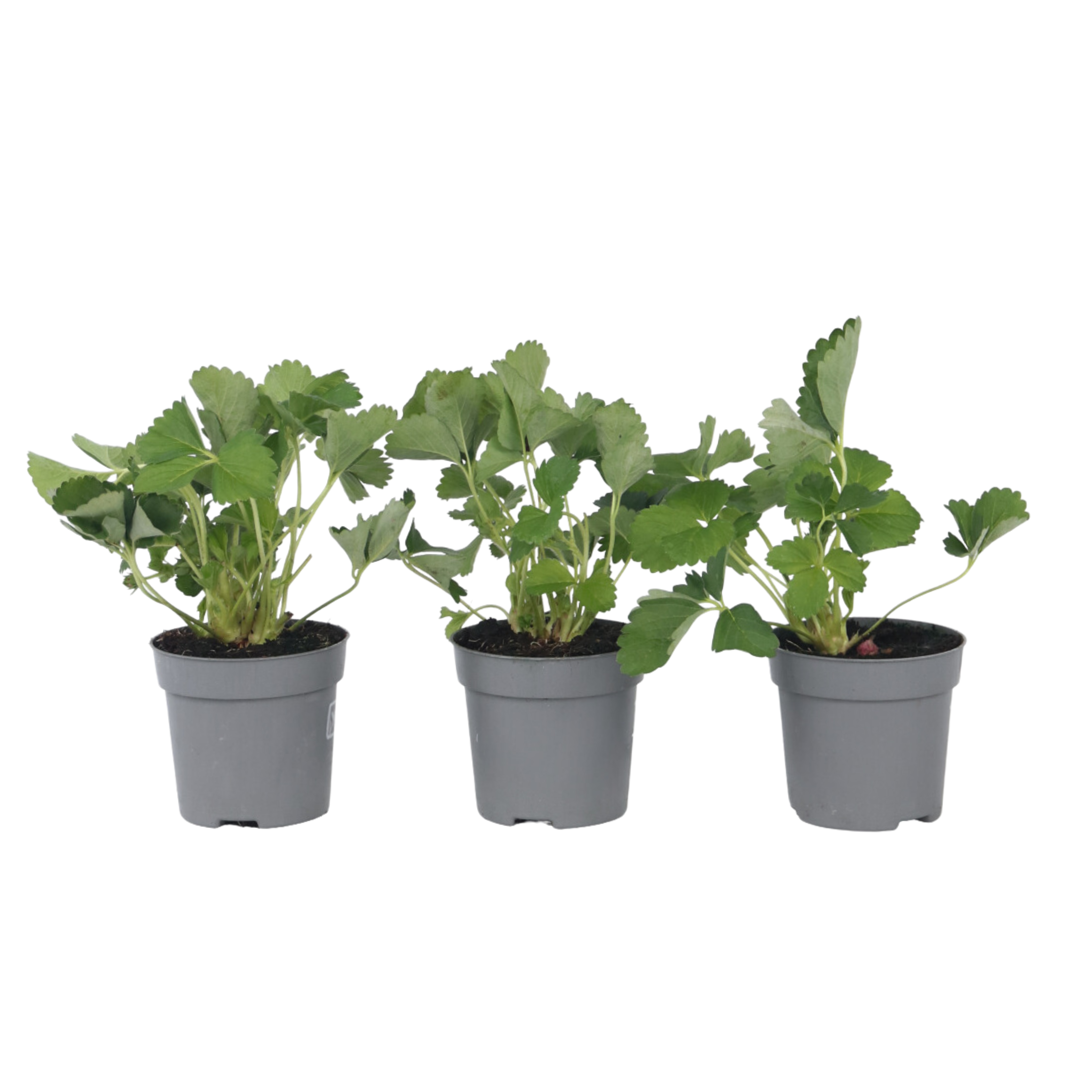 Plantă de căpșuni - 3 buc - Fragaria x ananassa 'Roman' - În. 15-20cm - ⌀9cm