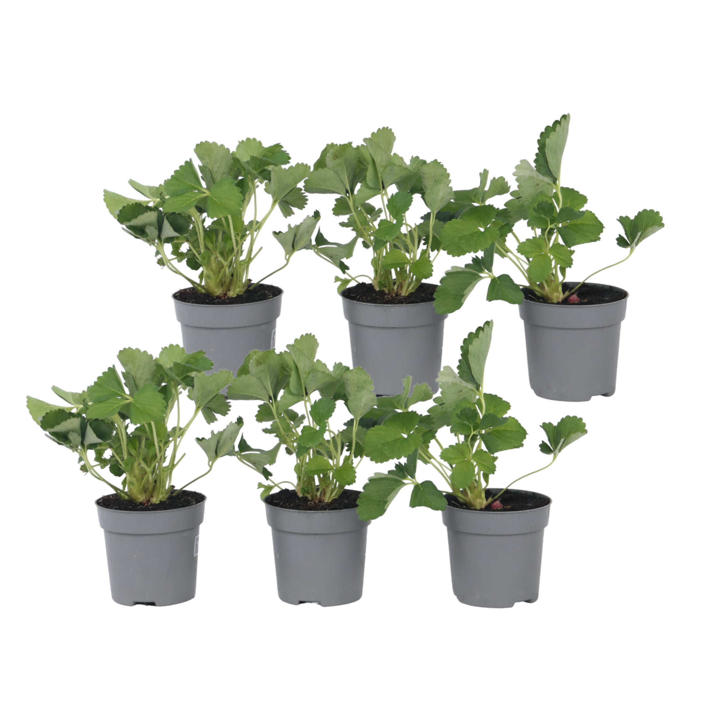Plantă de căpșuni - 6 buc - Fragaria x ananassa 'Roman' - În. 15-20cm - ⌀9cm
