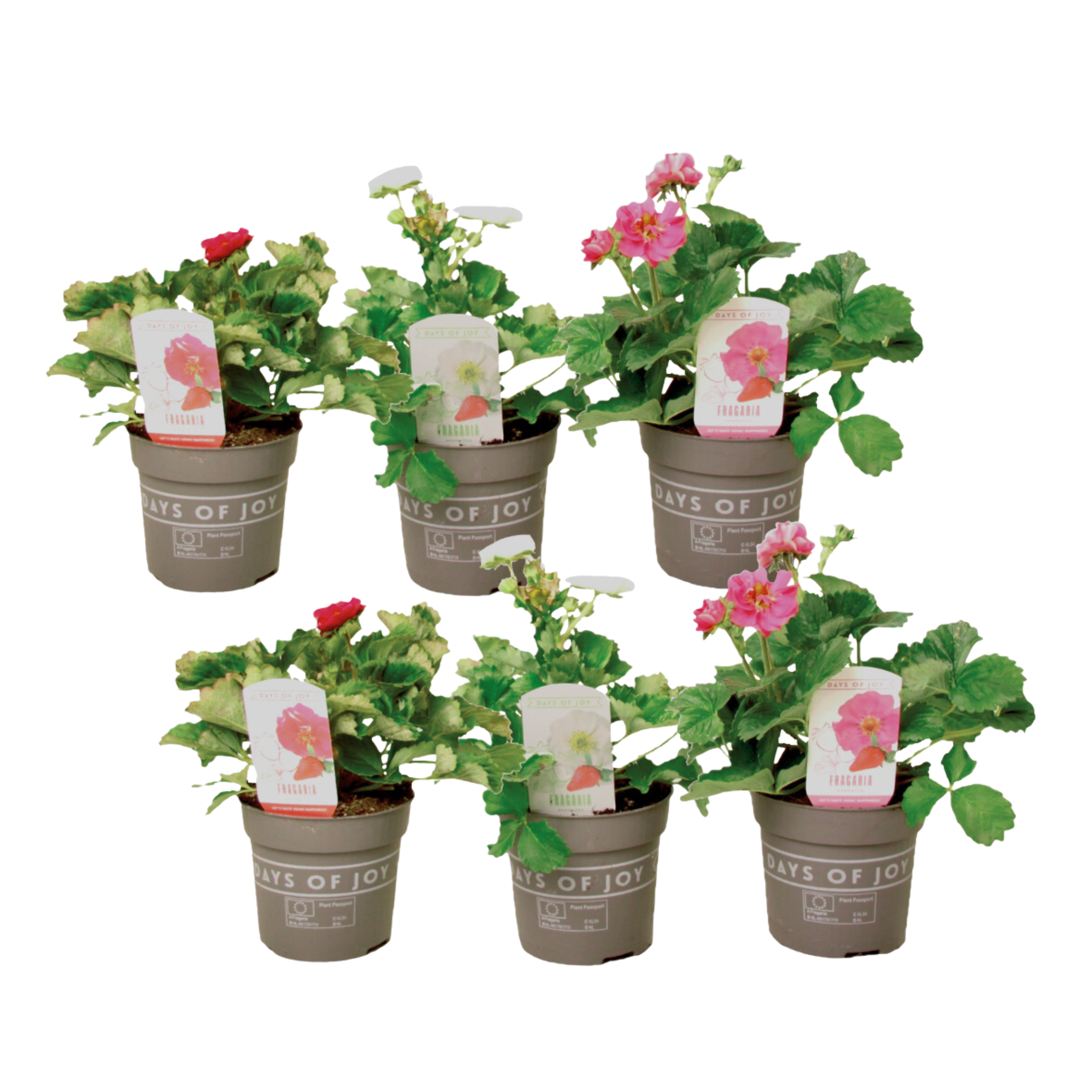 Plantă de căpșuni - 6 buc - Fragaria 'Summer Breeze' - Înălţime 15-25cm - ⌀11cm