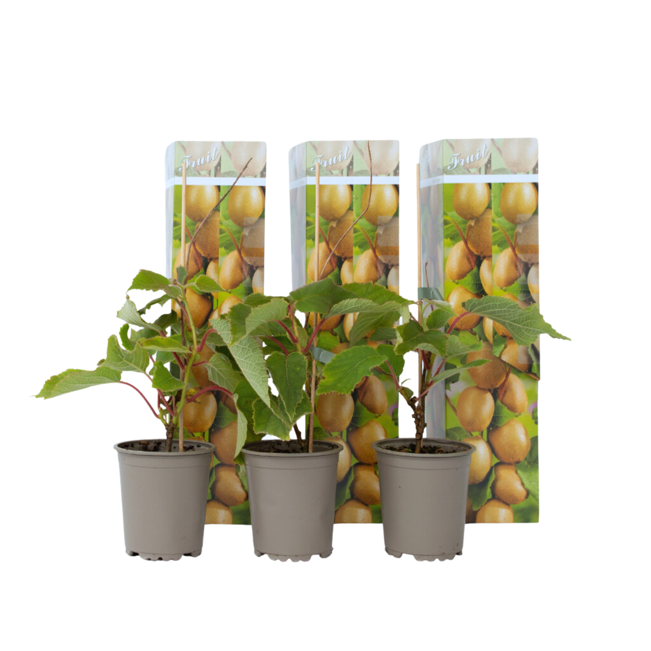 Planta de kiwi - 3 buc - Actinidia deliciosa 'Jenny' - Înălţime 20-40cm - ⌀9cm