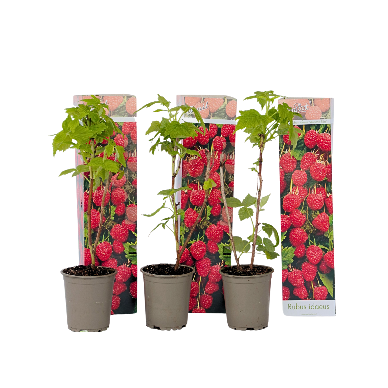 Plantă de zmeură - 3 buc - Rubus ideaus 'Autumn Bliss' - Înălţime 25-40cm - ⌀9cm
