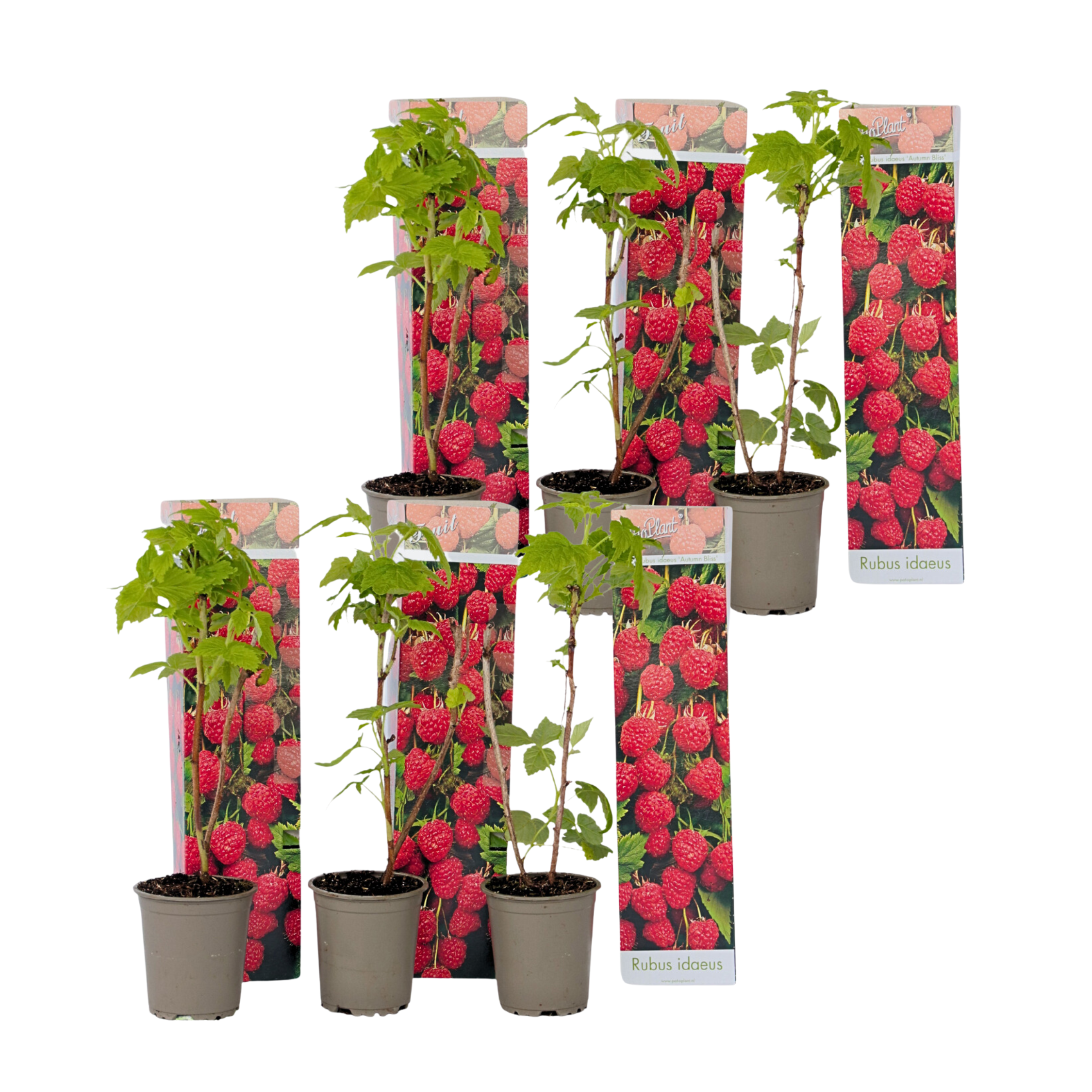 Plantă de zmeură - 6 buc - Rubus ideaus 'Autumn Bliss' - Înălţime 25-40cm - ⌀9cm