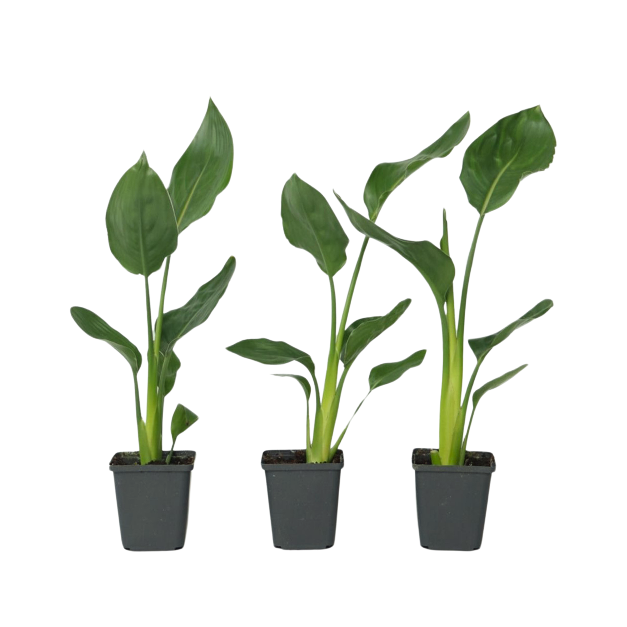 Planta păsării paradisului - 3 buc - Strelitzia reginea - În. 25-40cm - ⌀9cm