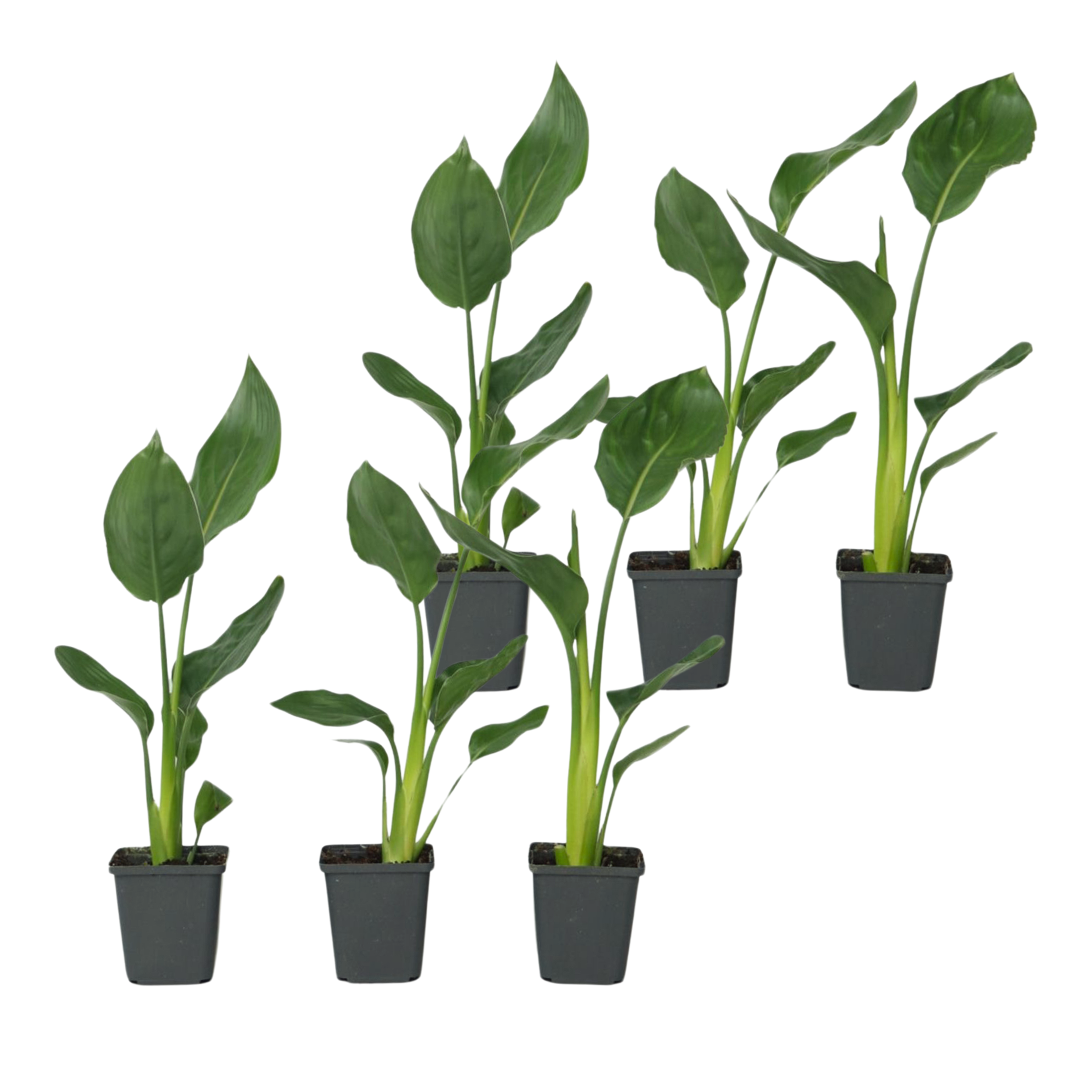 Planta păsării paradisului - 6 buc - Strelitzia reginea - În. 25-40cm - ⌀9cm
