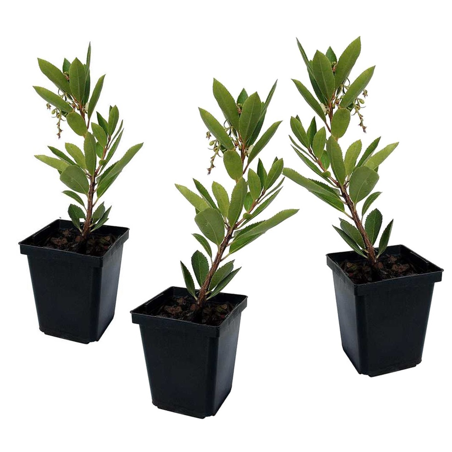 Plantă de căpșuni - 3 buc - Arbutus 'Unedo' - Înălţime 25-40cm - ⌀9cm