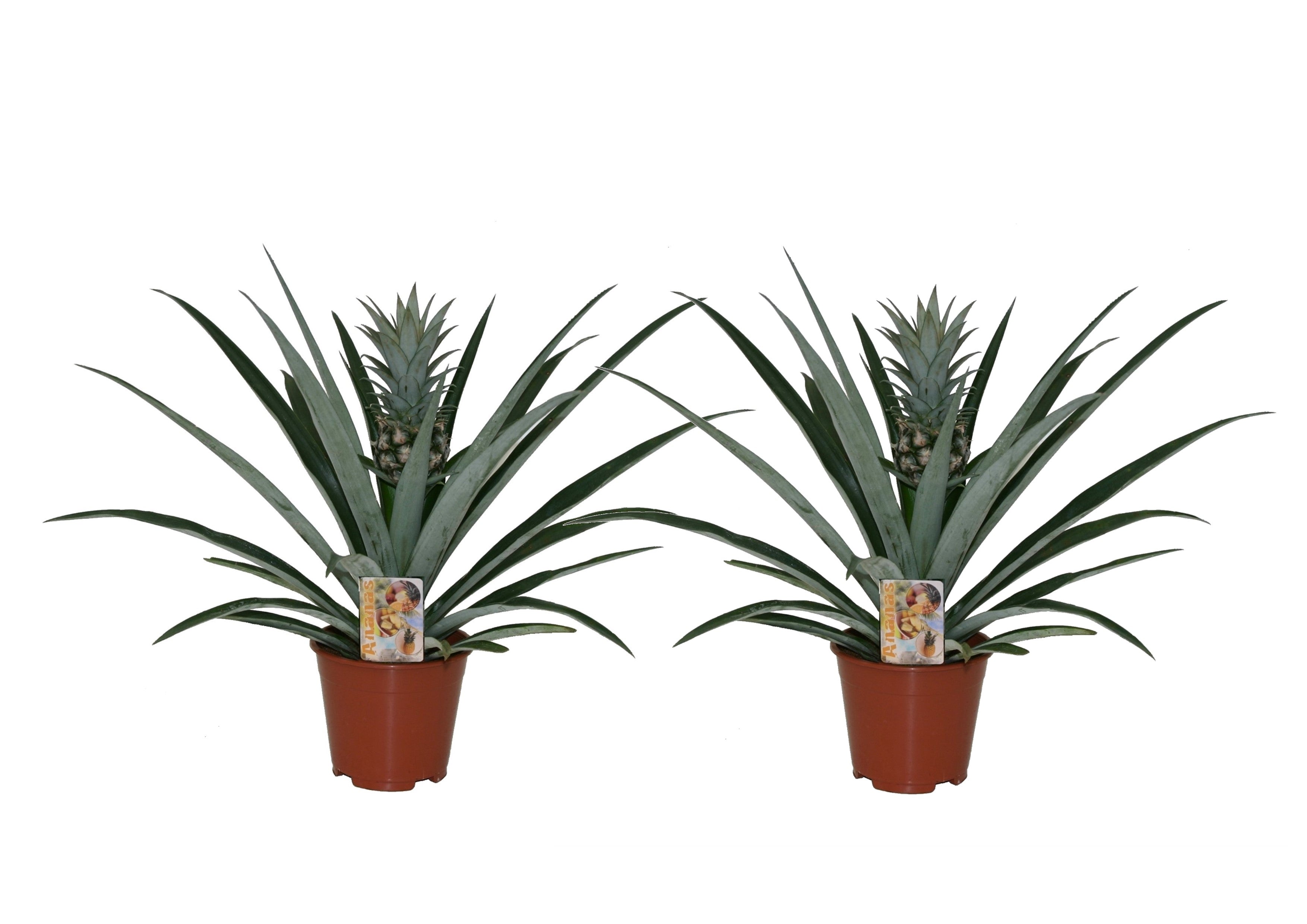 Planta de ananas - 2 buc - Ananas comosus - Înălţime 45-55cm - ⌀14cm