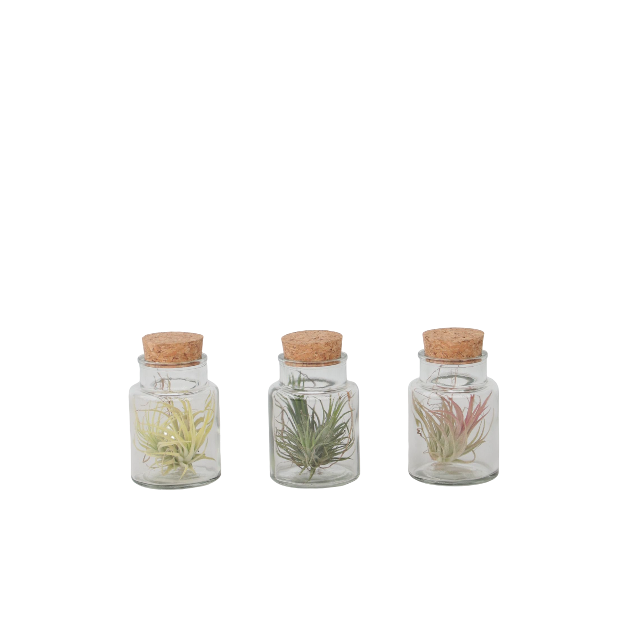 Planta aeriană - 3 buc - Tillandsia - Înălţime 5-15cm - ⌀5cm