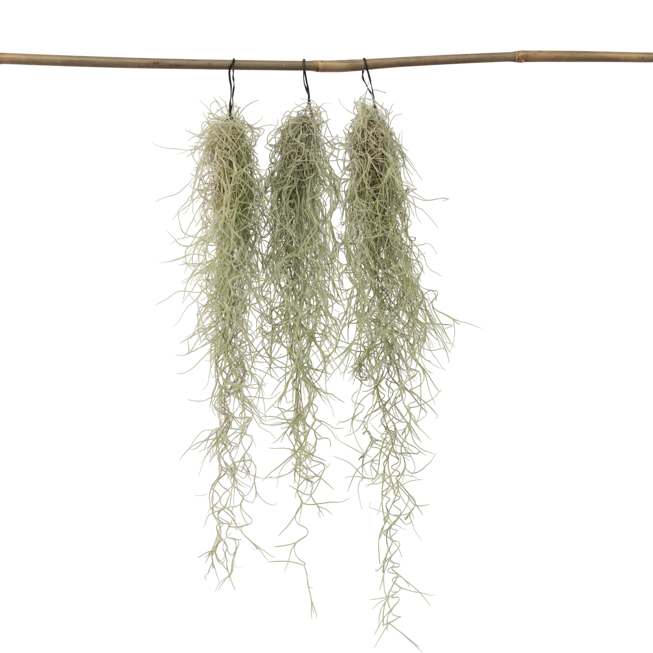 Planta aeriană - 3 buc - Tillandsia usneoides - Înălţime 25-40cm - ⌀5cm