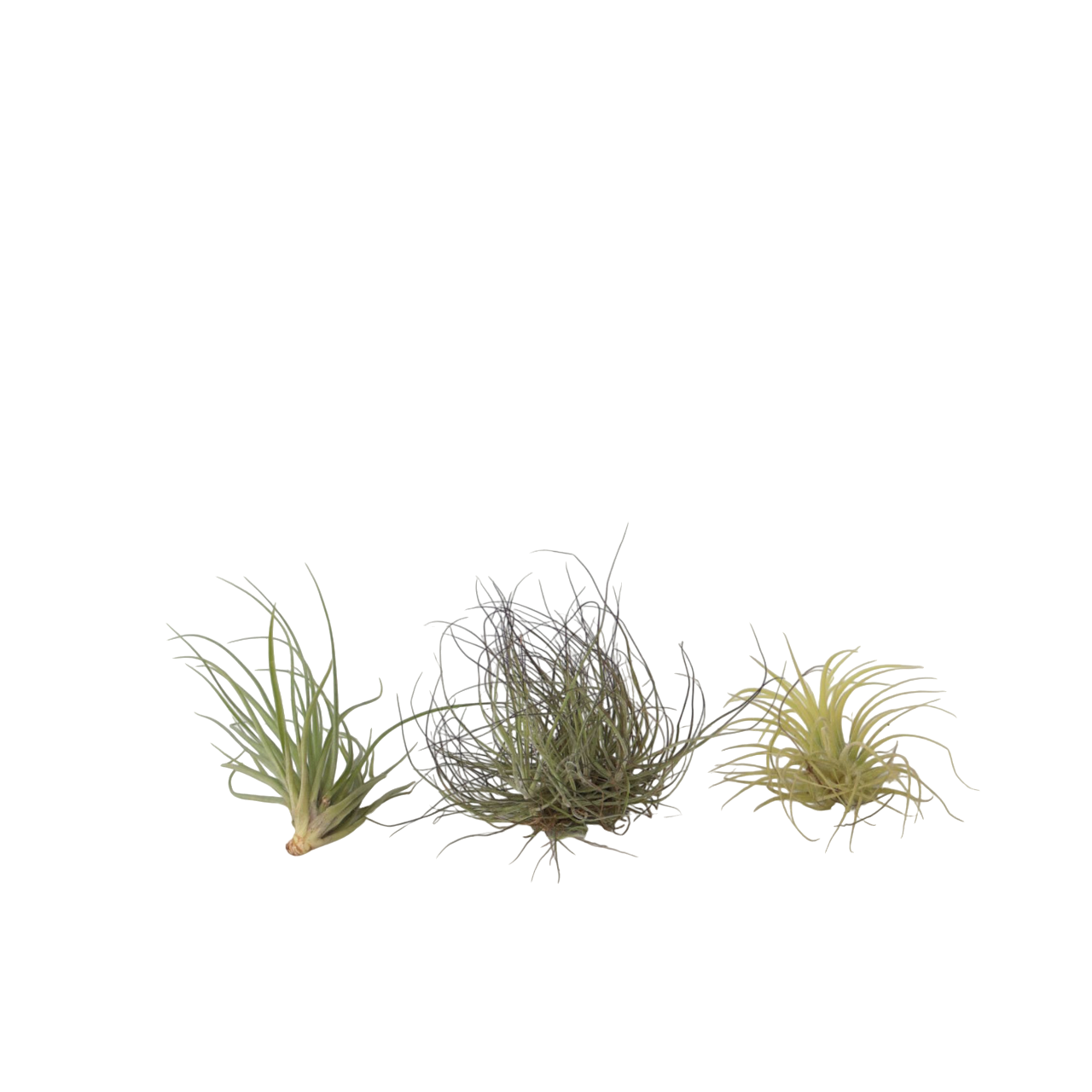 Planta aeriană - 3 buc - Tillandsia - Înălţime 5-15cm - ⌀5cm