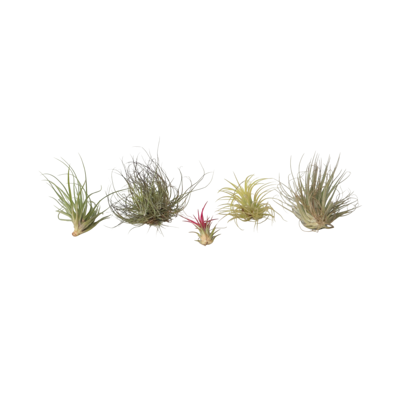 Planta aeriană - 5 buc - Tillandsia - Înălţime 5-15cm - ⌀5cm