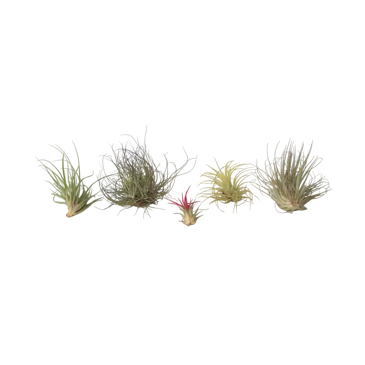 Planta aeriană - 6 buc - Tillandsia - Înălţime 5-15cm - ⌀5cm