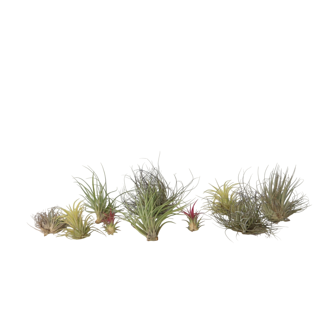 Planta aeriană - 10 buc - Tillandsia - Înălţime 5-15cm - ⌀5cm