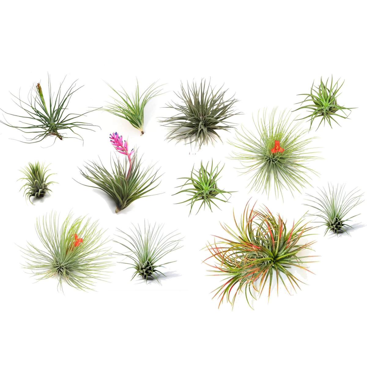 Planta aeriană - 12 buc - Tillandsia - Înălţime 5-15cm - ⌀5cm