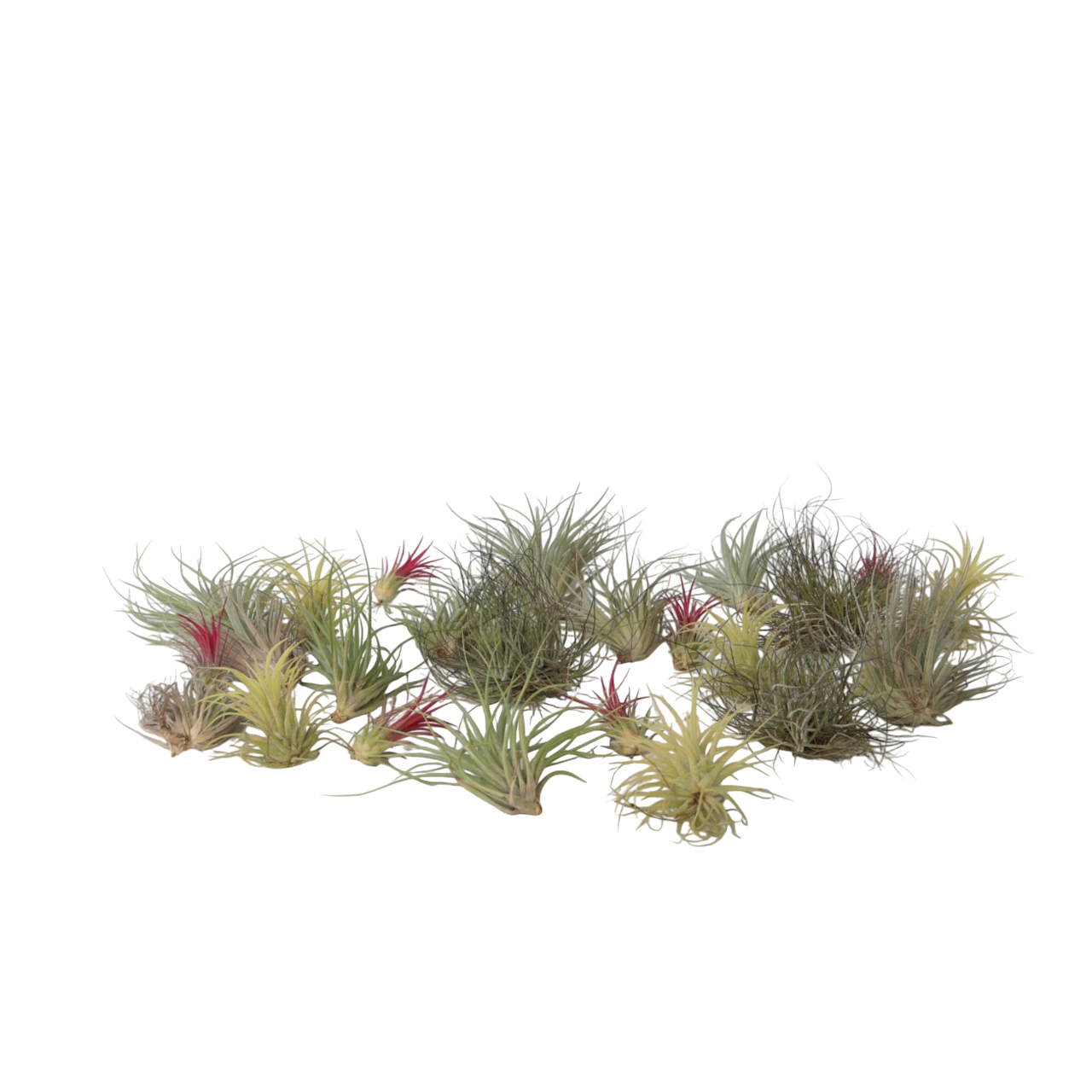 Planta aeriană - 24 buc - Tillandsia - Înălţime 5-15cm - ⌀5cm