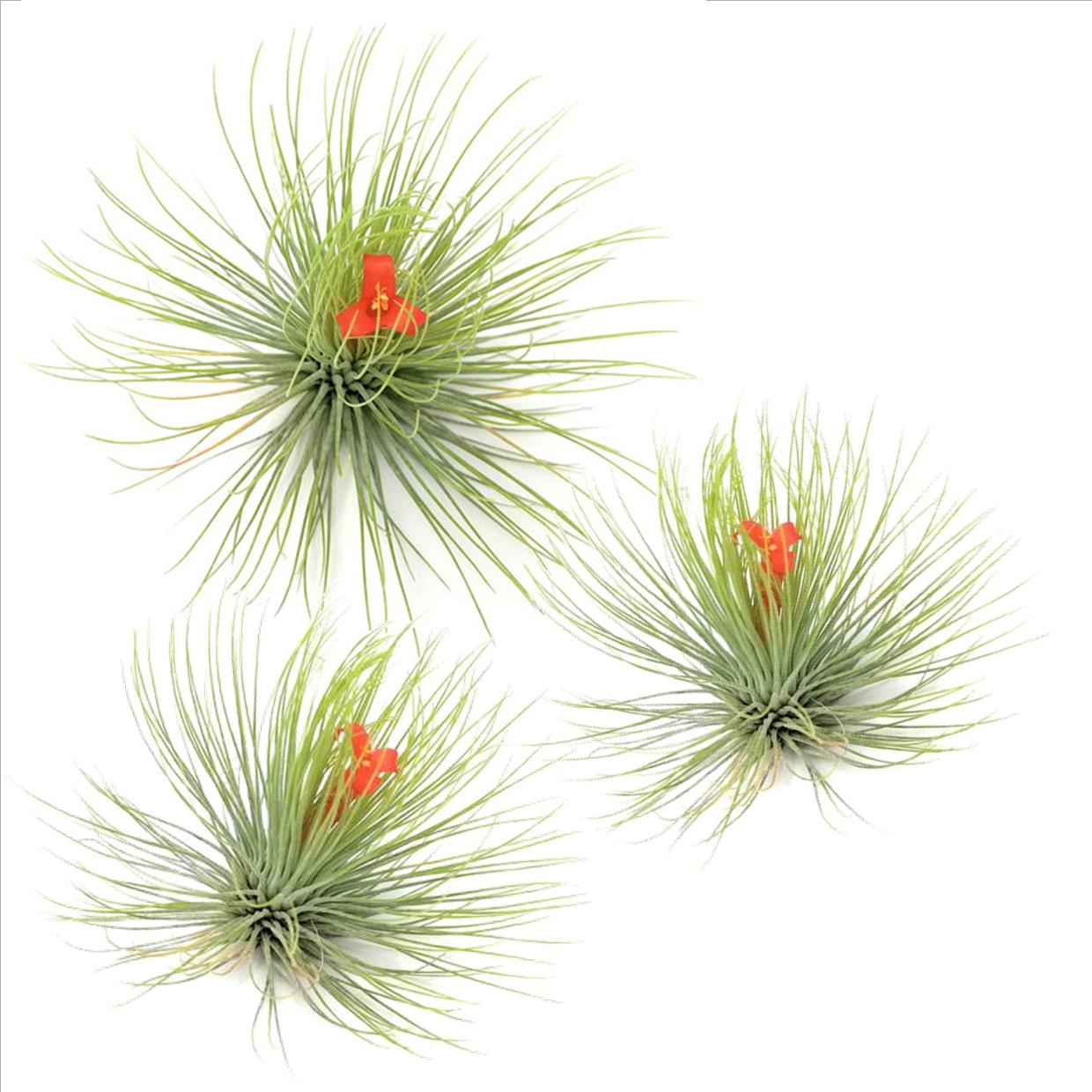 Planta aeriană - 3 buc - Tillandsia 'Andreana' - Înălţime 5-15cm - ⌀5cm