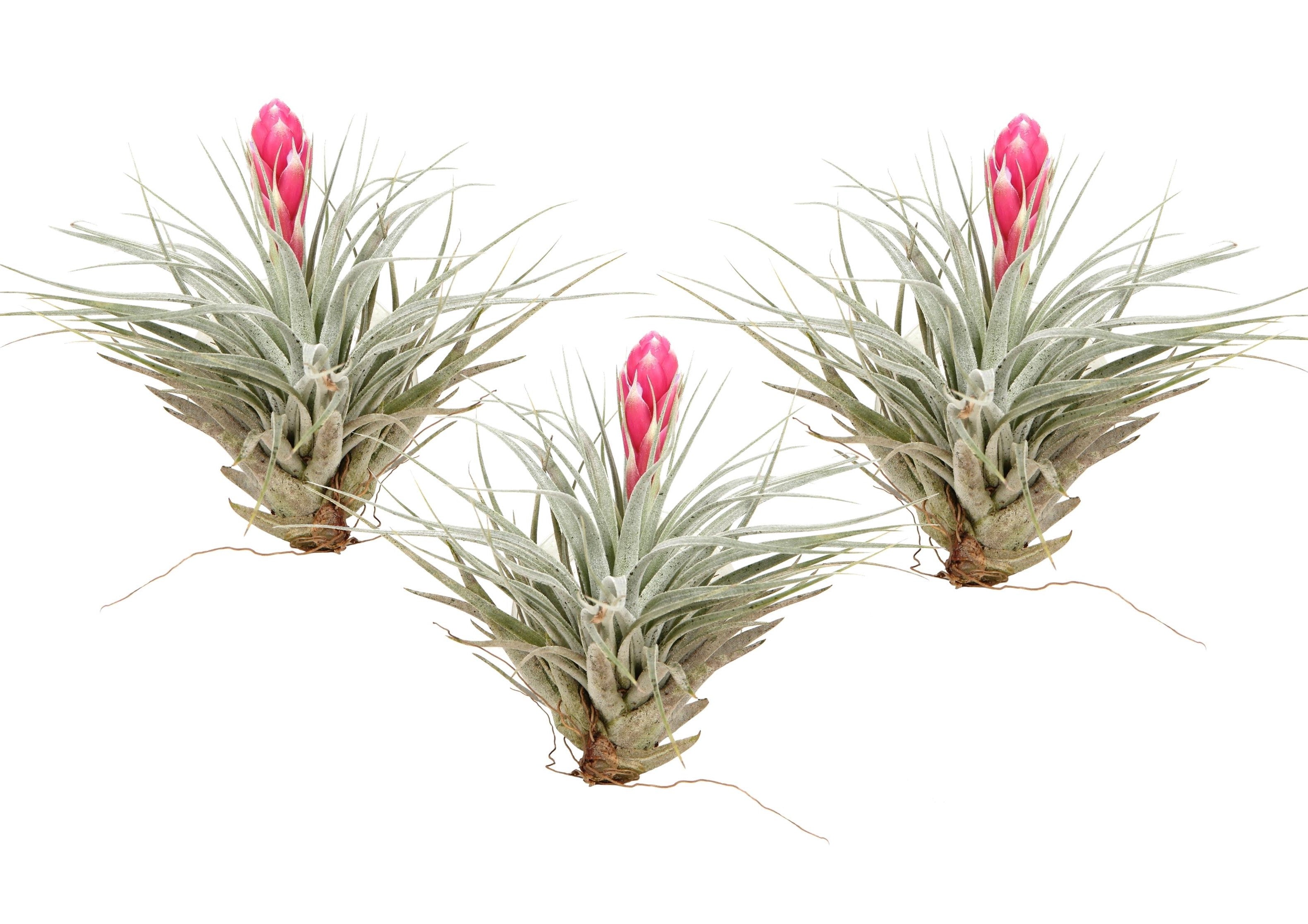 Planta aeriană - 3 buc - Tillandsia 'Cotton Candy' - Înălţime 5-15cm - ⌀5cm
