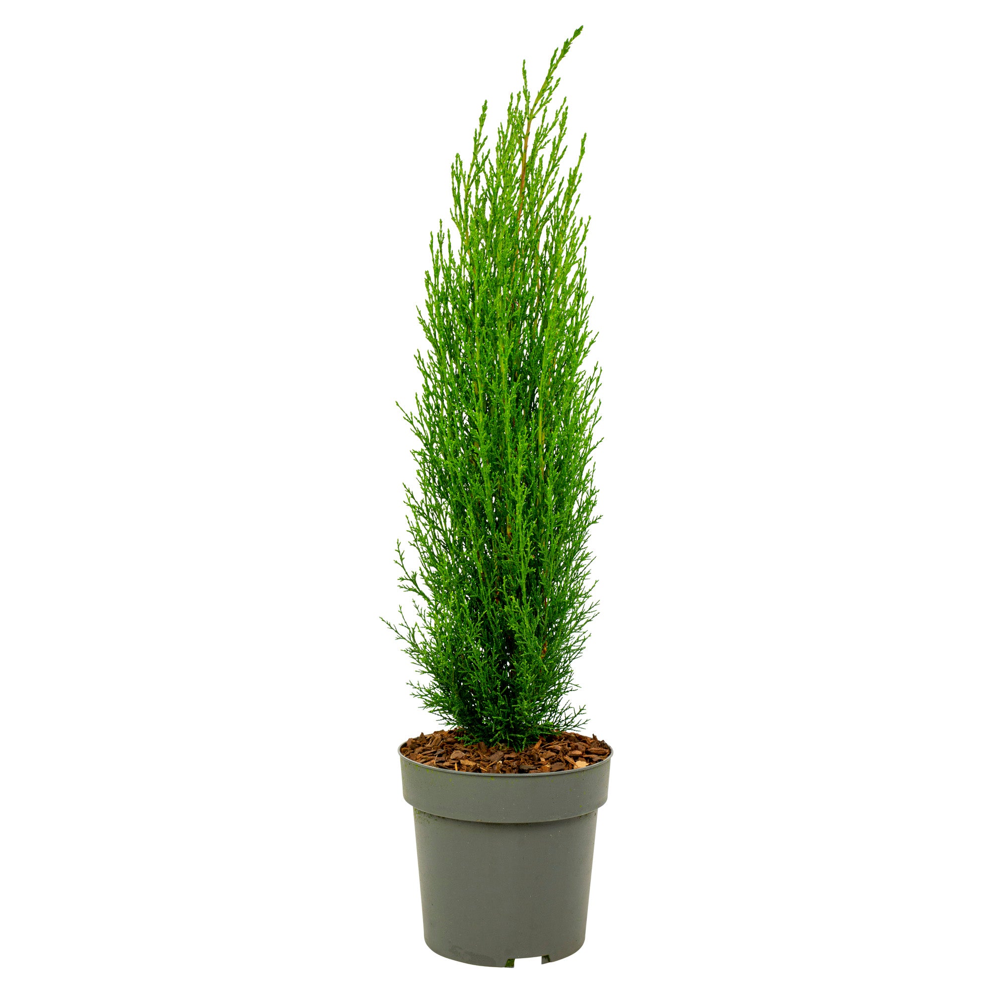 Chiparos - Cupressus sempervirens 'Totem' - Înălţime 60-80cm - ⌀19cm