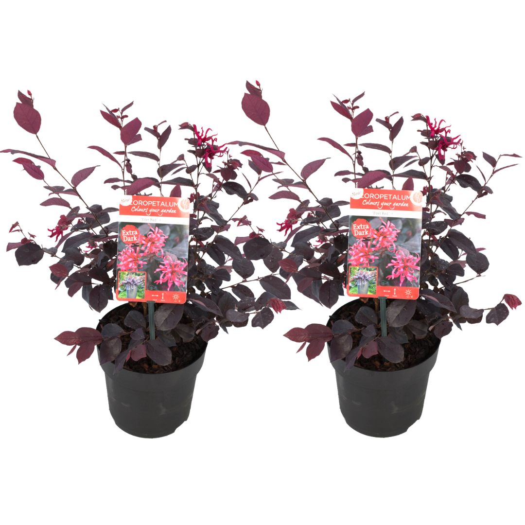 Planta vrajitoarei - 2 buc - Loropetalum 'Ever Red' - Înălţime 25-35cm - ⌀13cm